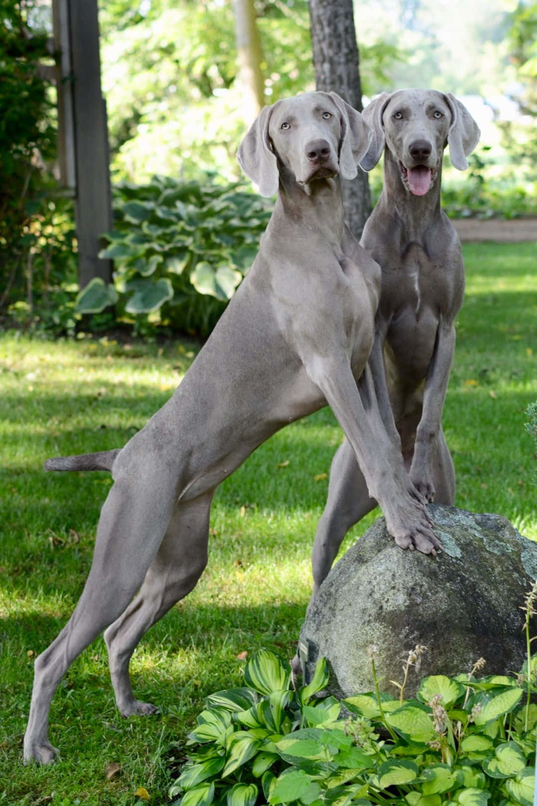 兩隻灰色威瑪獵犬站在陽光花園中的一塊石頭上。