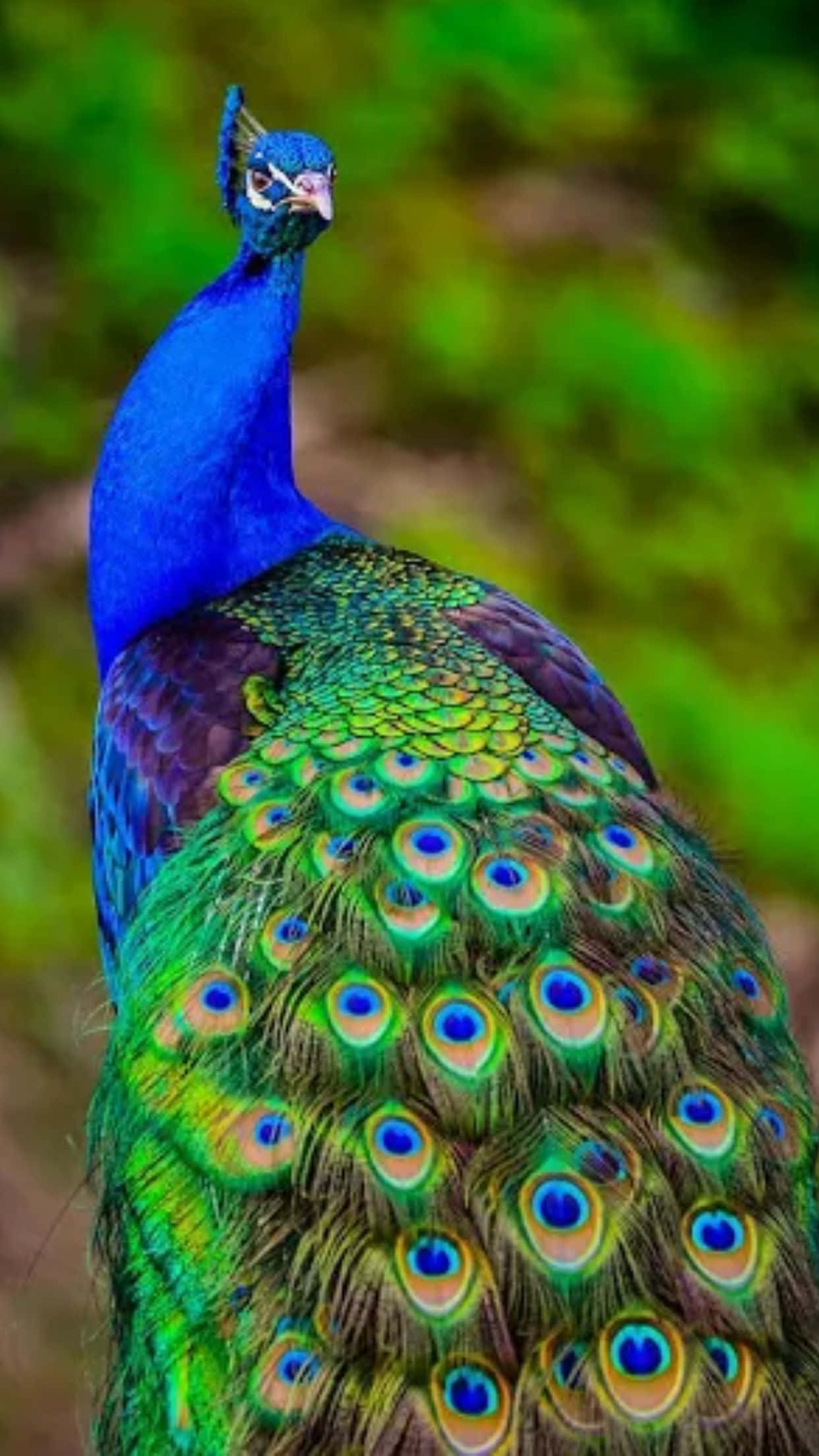 一隻美麗的孔雀鳥棲息在陽光普照的花園中 壁紙 — 一隻充滿活力的藍孔雀，帶有虹彩綠色和金色的眼斑羽毛，驕傲地站在柔和的模糊綠色背景前。