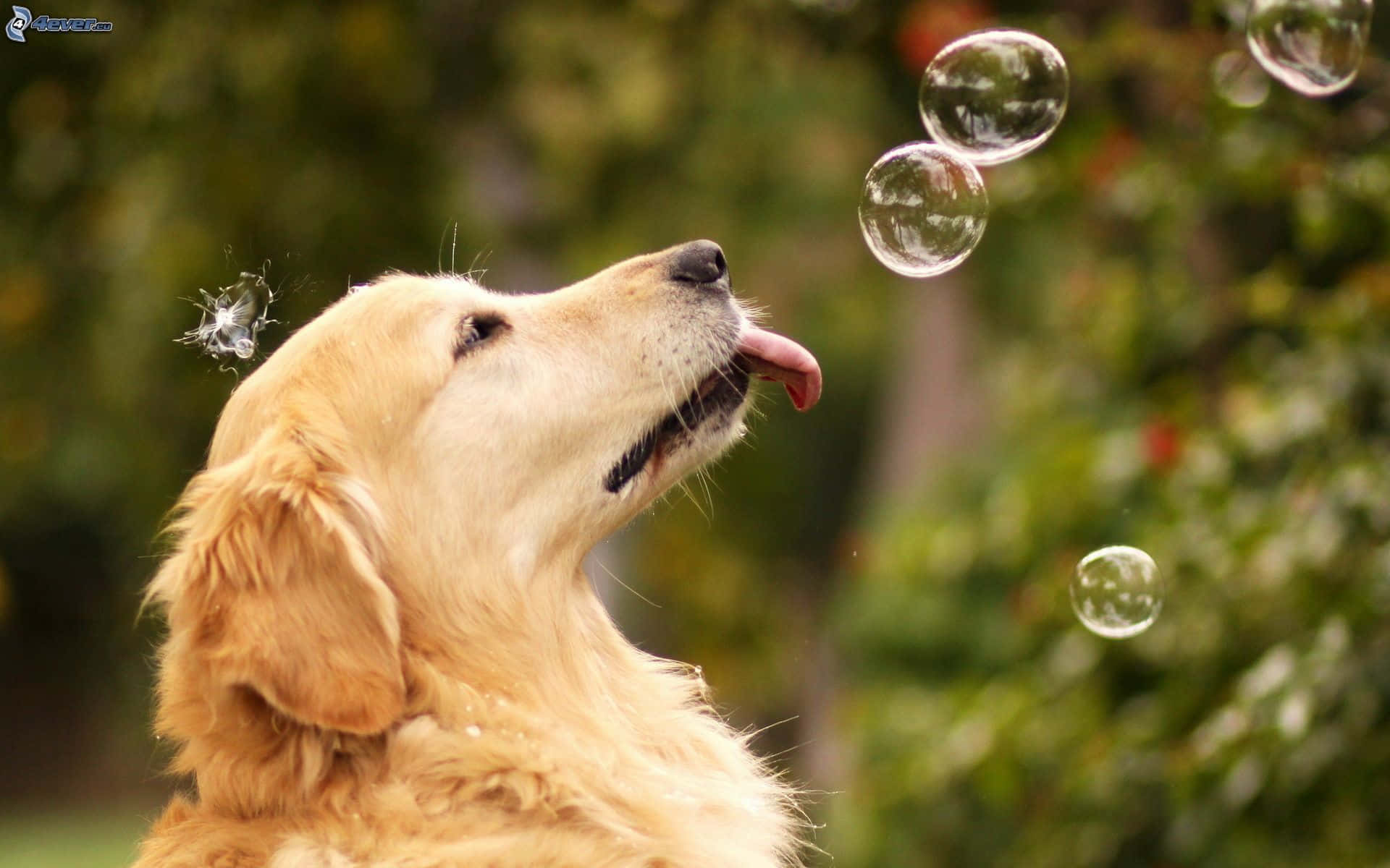 一隻美麗的德國牧羊犬幼犬凝視鏡頭 壁紙 — 一隻金毛尋回犬在模糊的綠色花園背景下，頑皮地舔著靠近牠臉部爆開的肥皂泡。