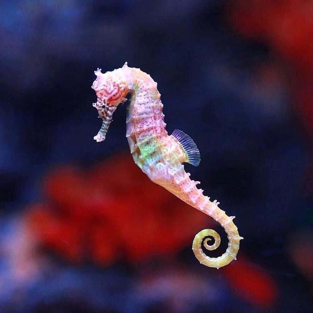 一條色彩繽紛的海馬在清澈的水中捲起尾巴，背景有紅色和藍色珊瑚。