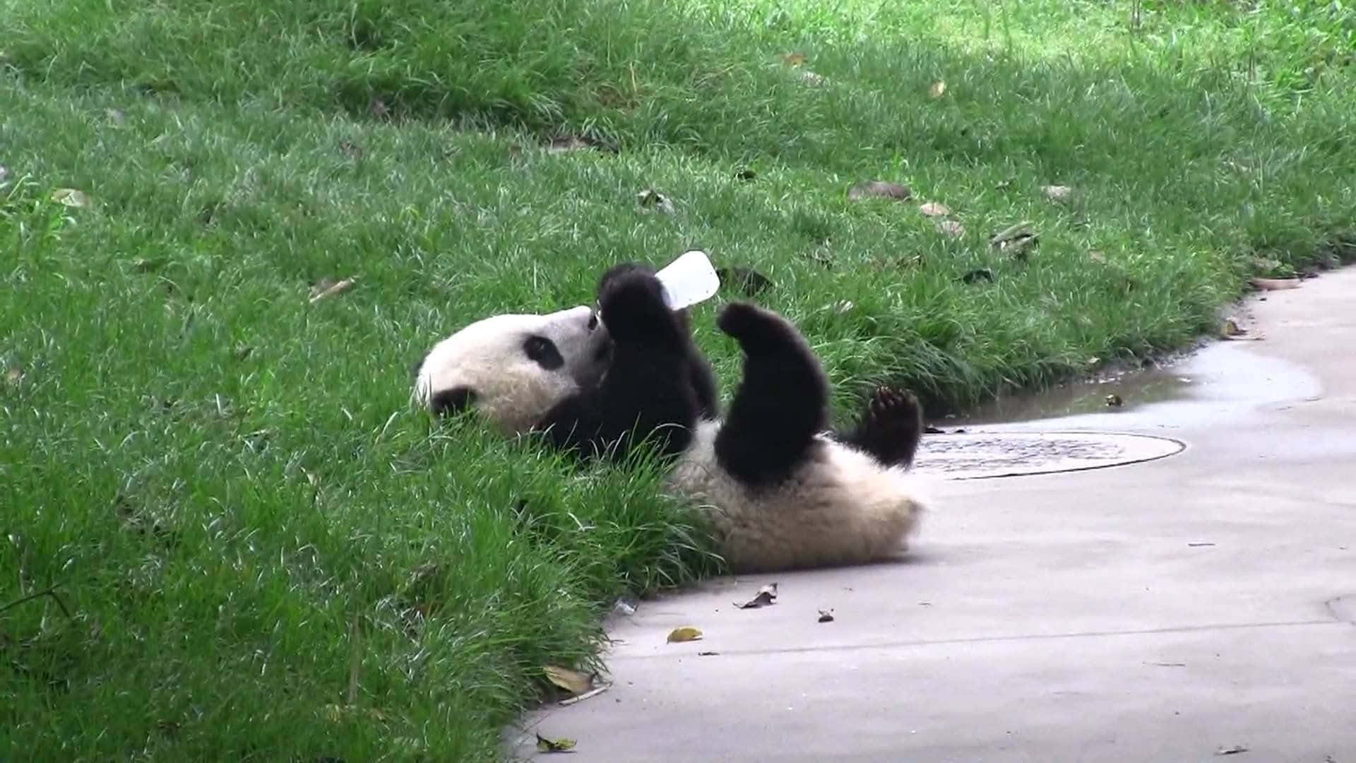 一隻美麗的熊貓在自然戶外環境中享受休憩 壁紙 — 一隻頑皮的大熊貓在混凝土小徑旁邊的茂密綠草地上打滾，手持白色標籤。
