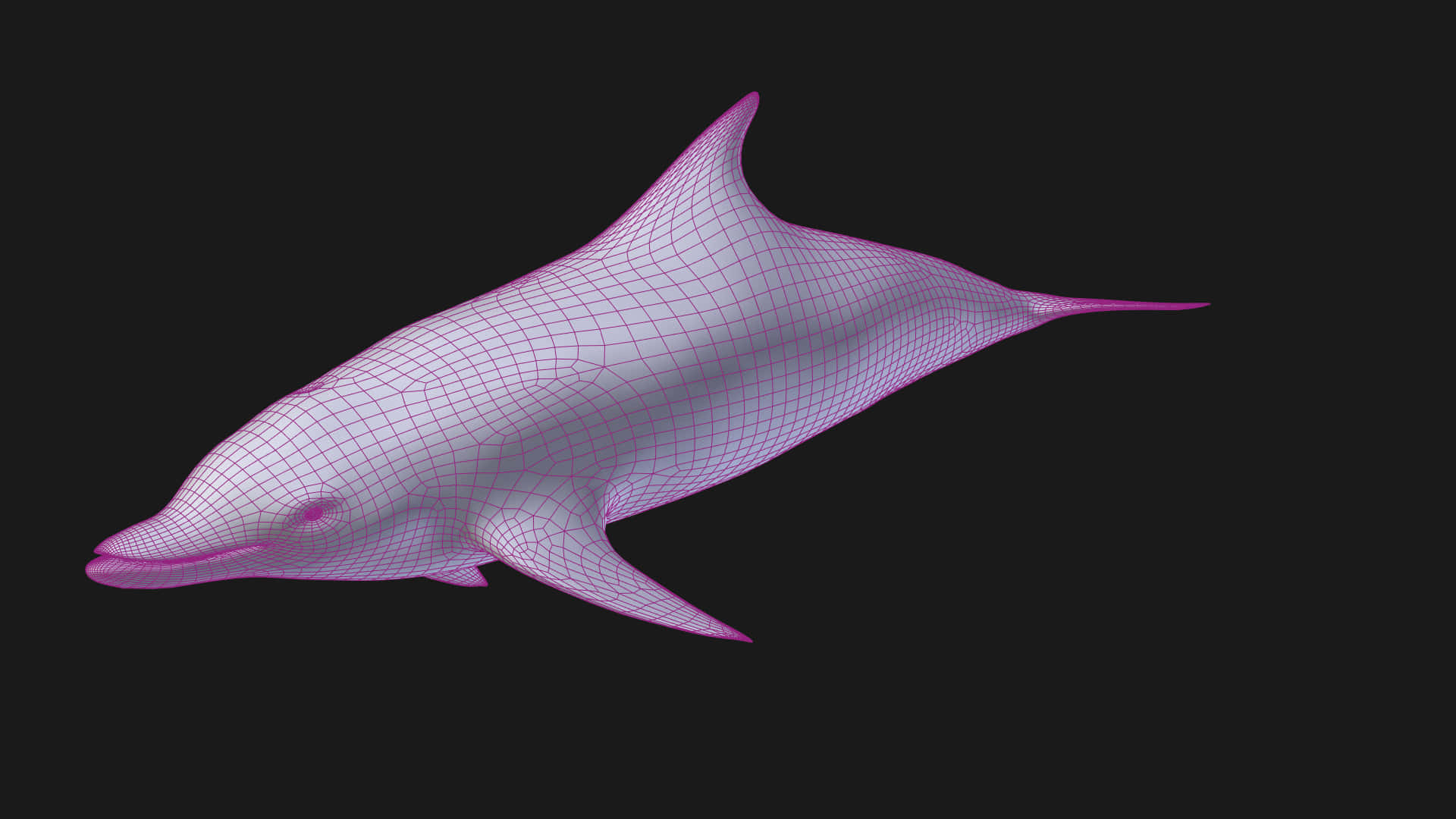 黑色背景上的粉紅色線框海豚3D模型 — 邁阿密海豚 GIF 壁紙