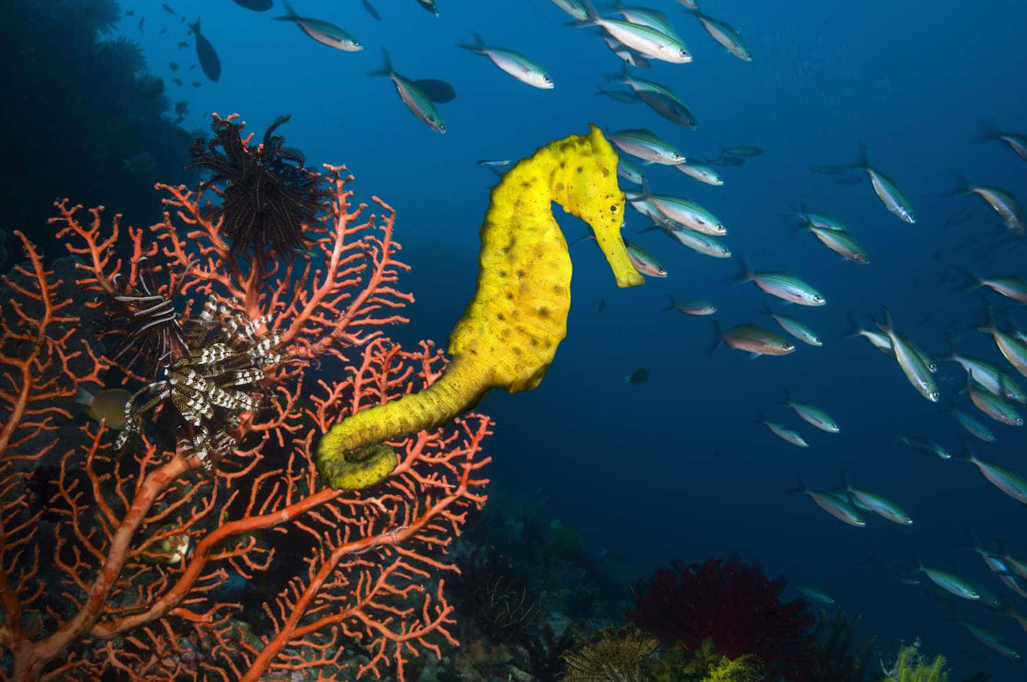 黃色海馬附著在橙色珊瑚上，銀色魚在附近游動。
