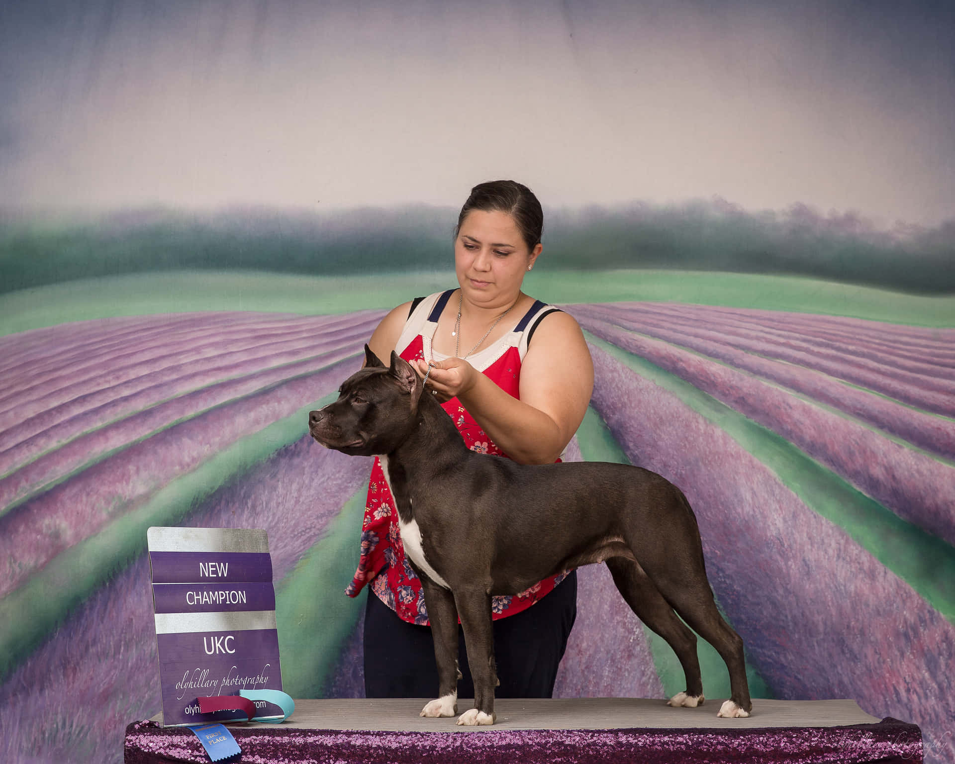 女士在寵物展上抱著冠軍犬，背景是薰衣草田。