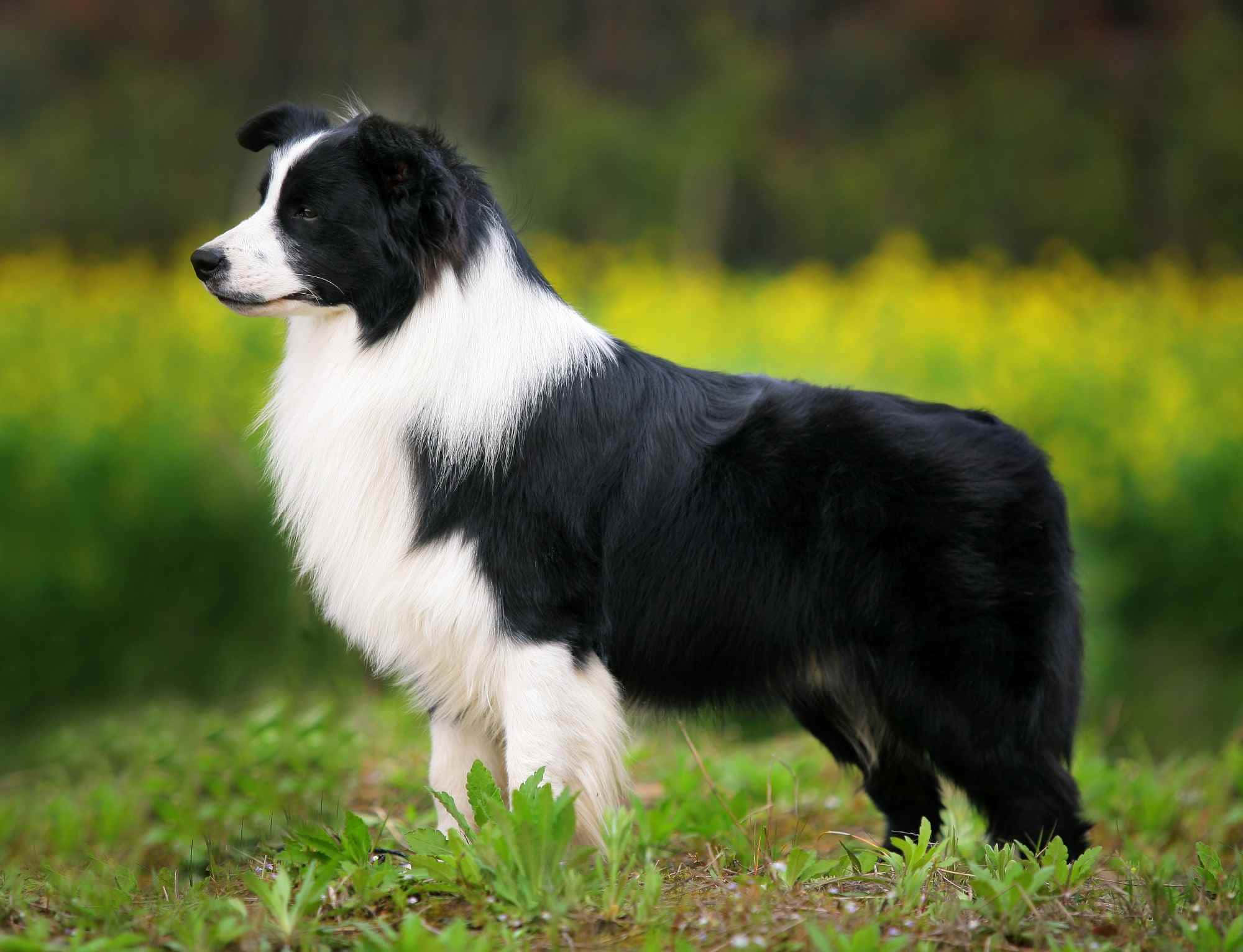 一隻美麗的邊境牧羊犬在陽光下悠閒散步 壁紙 — 一隻優雅的黑白邊境牧羊犬在陽光明媚、長滿綠草和黃花的田野中警覺地站立。