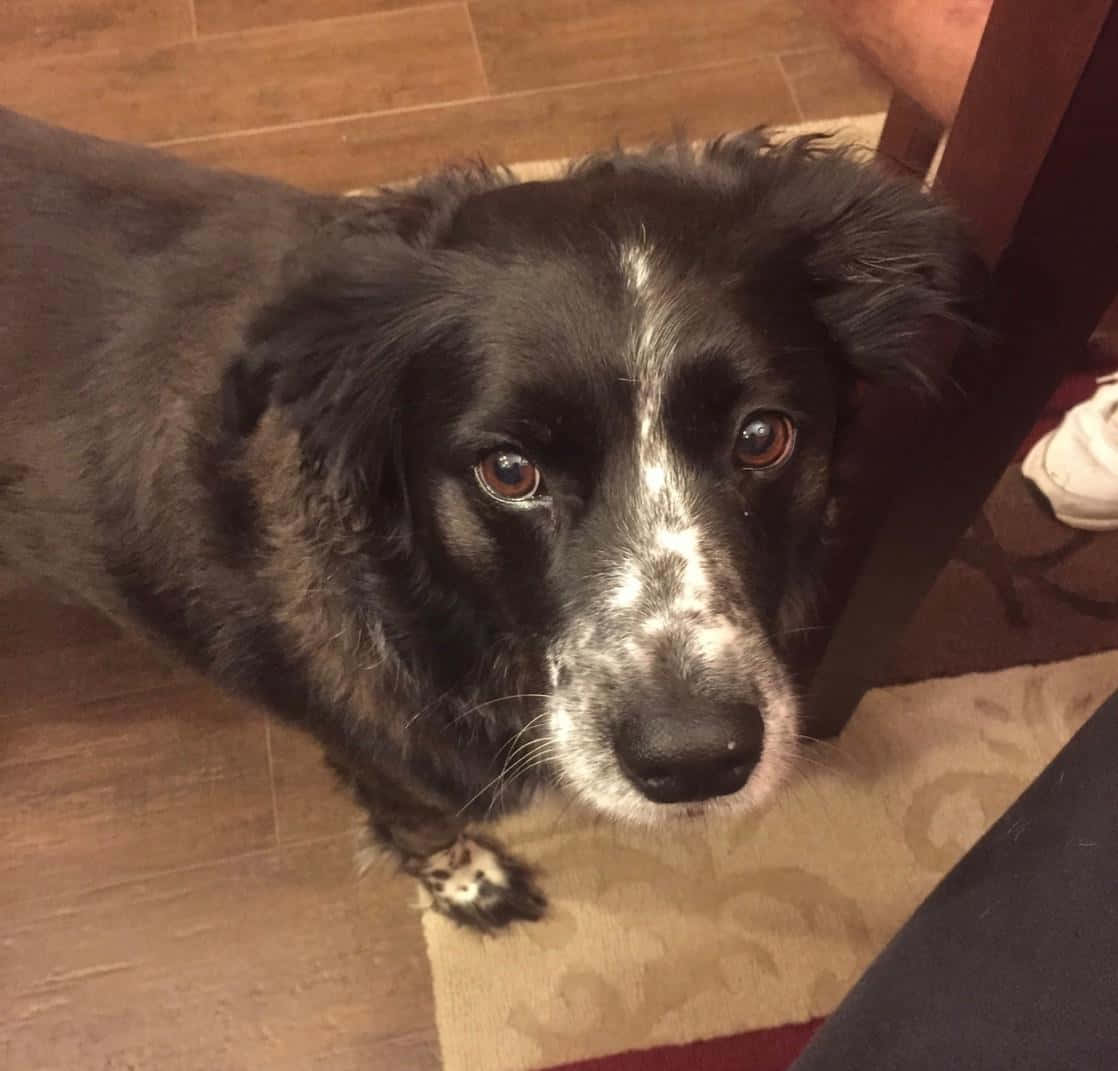 一隻美麗的邊境牧羊犬敏捷驅趕羊群 壁紙 — 一隻黑白狗，有著充滿靈魂的棕色眼睛，從木地板上的圖案地毯向上凝視。