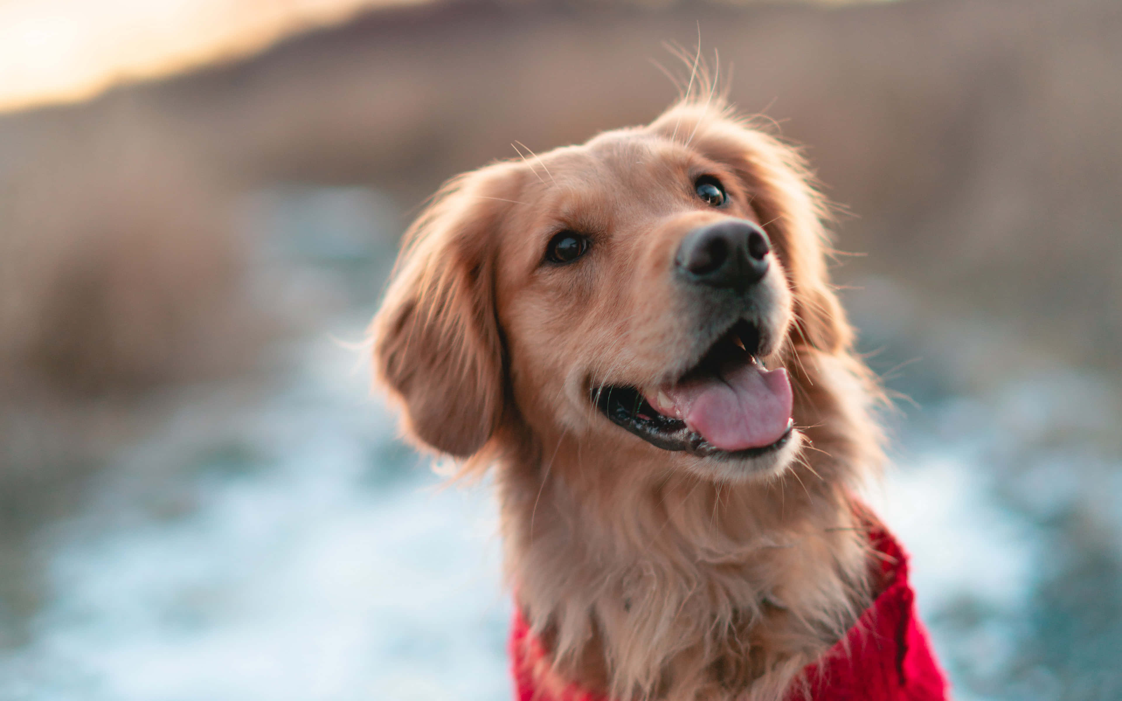 一隻美麗的金毛犬在溫暖陽光下安穩睡著 壁紙 — 一隻金毛尋回犬穿著紅色毛衣，對著模糊的水和山丘背景開心微笑。