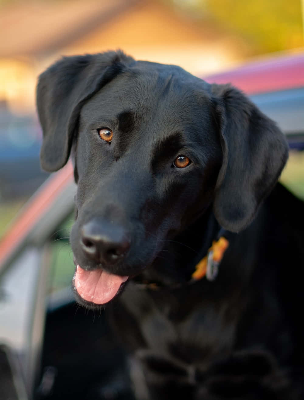 黑色拉布拉多犬伸出舌頭，在日落時從車窗看起來很開心。