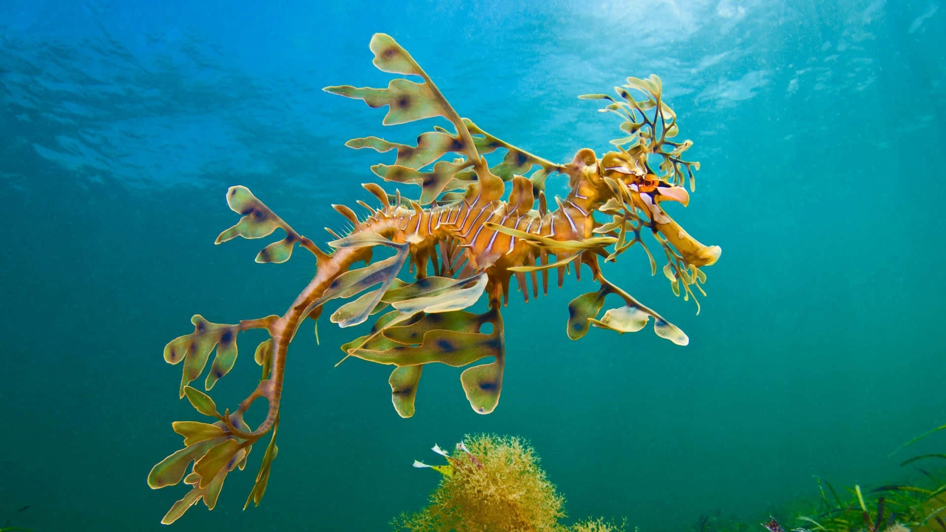 一隻美麗細緻的海馬 壁紙 — 一隻葉海龍在陽光照射的碧綠海水上優雅地滑行，下方是黃色珊瑚和綠色海藻床。