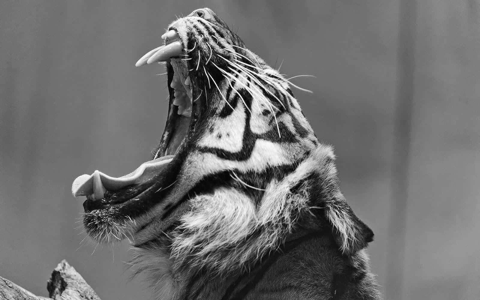 Black And White Animal 桌布 壁紙 — 一隻老虎喺模糊背景前打呵欠，露出尖銳牙齒同鬍鬚嘅黑白特寫。