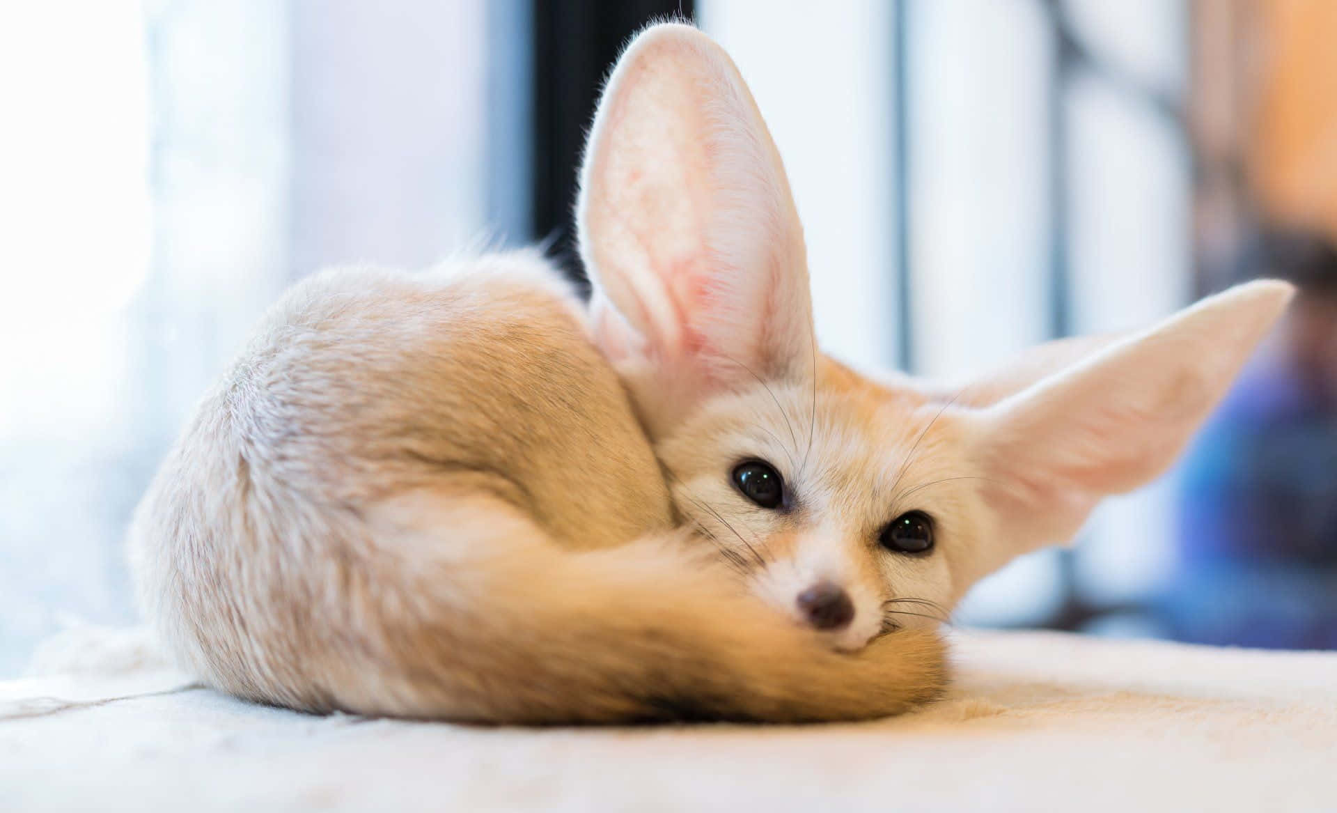 Kawaii Fox 桌布 壁紙 — 一隻耳廓狐蜷縮在柔軟的表面上，巨大的耳朵豎起，深色的眼睛直視前方。