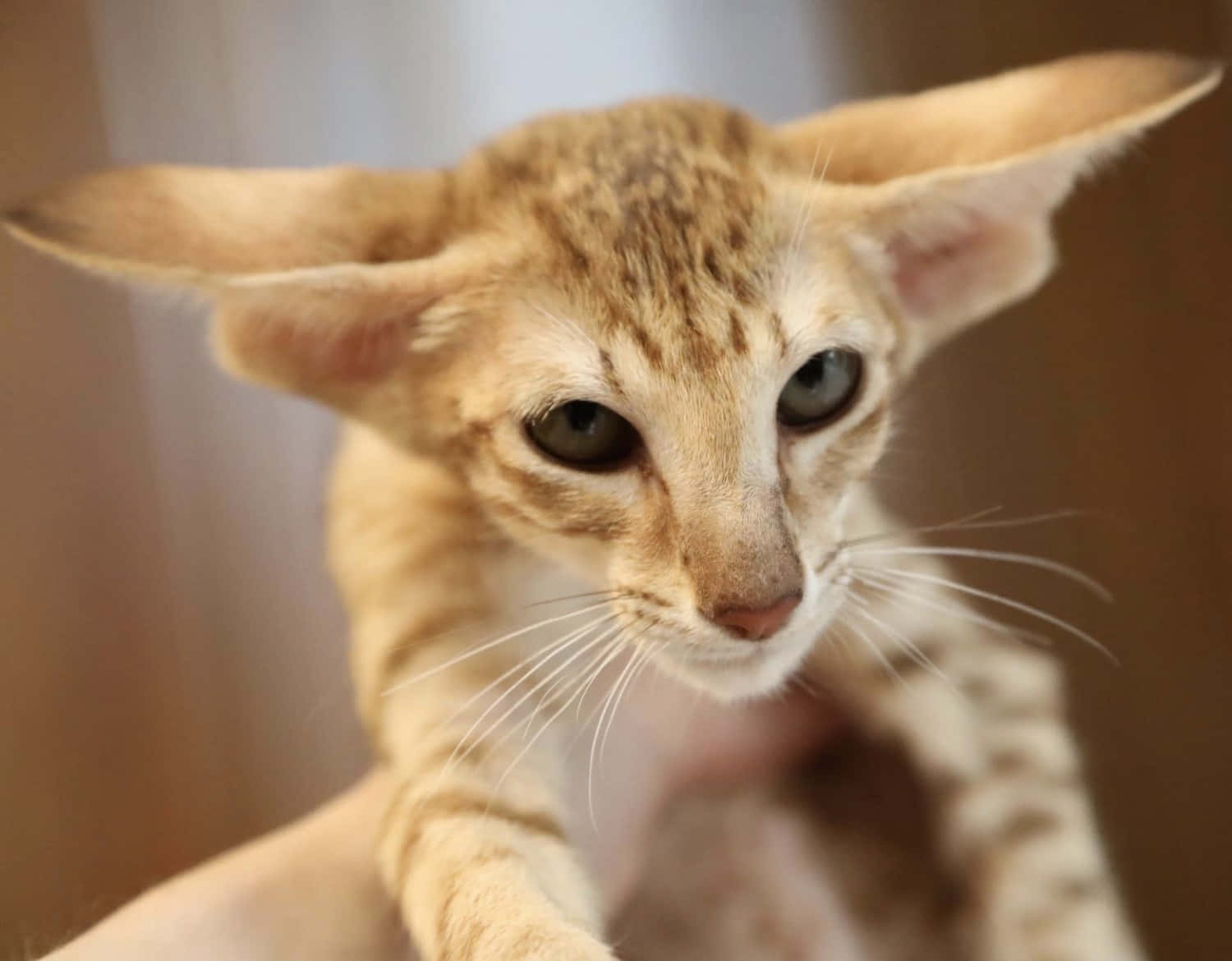 Oriental Shorthair 桌布 壁紙 — 一隻耳朵大、眼睛呈亮綠色嘅纖細橙色貓咪被溫柔抱住嘅特寫。