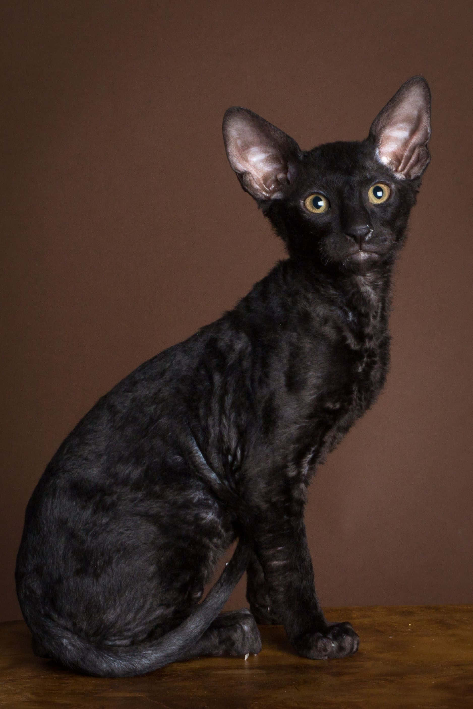 Cornish Rex 桌布 壁紙 — 一隻耳朵大、眼睛明亮的黃色眼睛的時尚黑貓，坐在溫暖棕色背景的木質表面上。