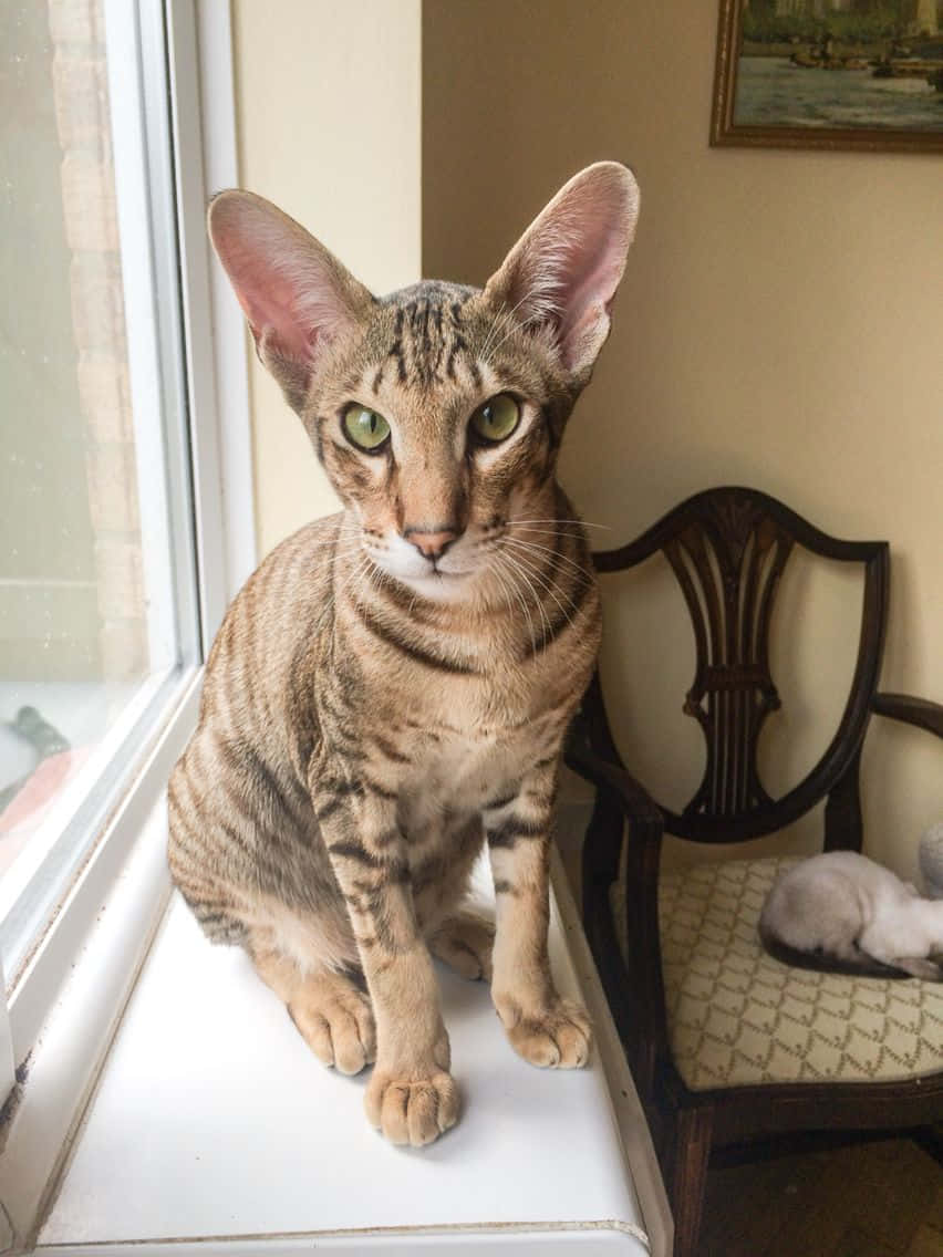 Oriental Shorthair 桌布 壁紙 — 一隻耳朵大、眼睛綠色的苗條虎斑貓警覺地坐在木椅旁邊的窗台上。