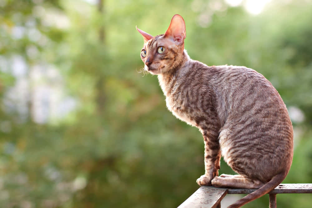 Cornish Rex 桌布 壁紙 — 一隻耳朵大的光滑棕色德文帝王貓警覺地棲息在金屬欄杆上，背景是柔和的綠色模糊花園。