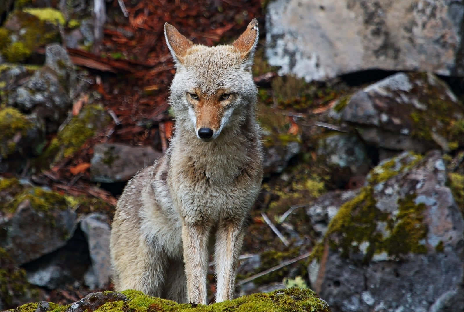 Coyote 桌布 壁紙 — 一隻耳朵警覺、琥珀色眼睛的郊狼，在滿是落葉和灰色石頭的森林地面上，平衡地坐在長滿苔蘚的石頭上。