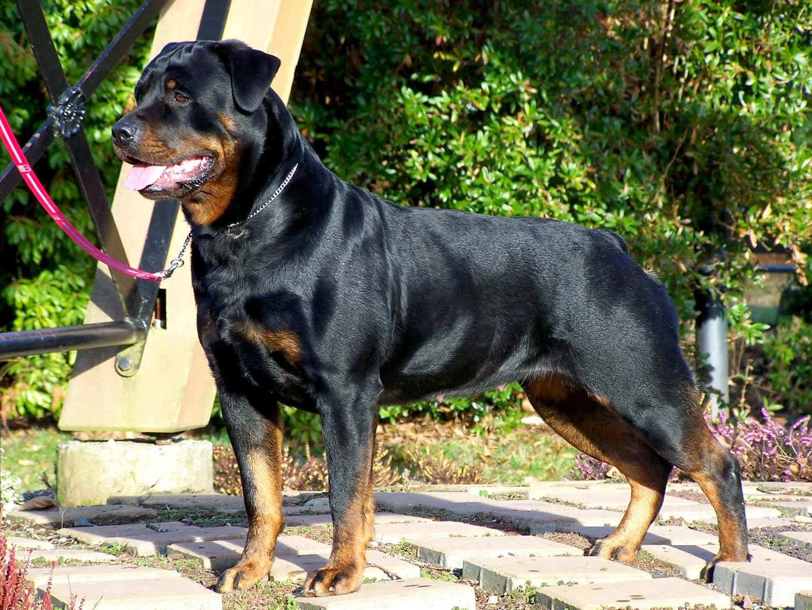 Rottweiler 桌布 壁紙 — 一隻肌肉發達的洛威拿犬在明亮的陽光下警覺地站在石徑上，身後是茂密的綠色灌木叢。