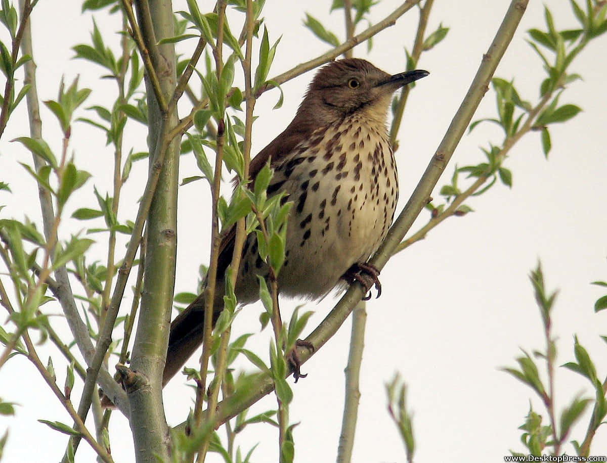 Brown Thrasher 桌布 壁紙 — 一隻胸部有斑點的棕色反舌鳥棲息在纖細的綠色樹枝上，背景是柔和的白色天空。