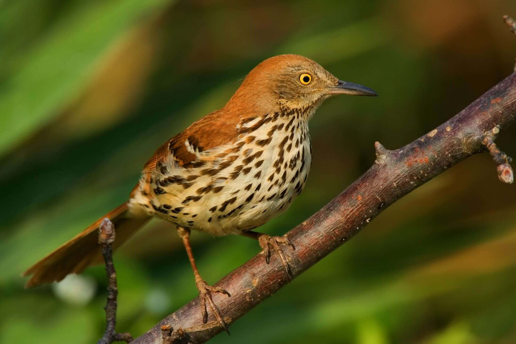 Brown Thrasher 桌布 壁紙 — 一隻胸部有斑點的棕色鳥棲息在紋理分明的樹枝上，背景是柔和的綠色模糊背景。
