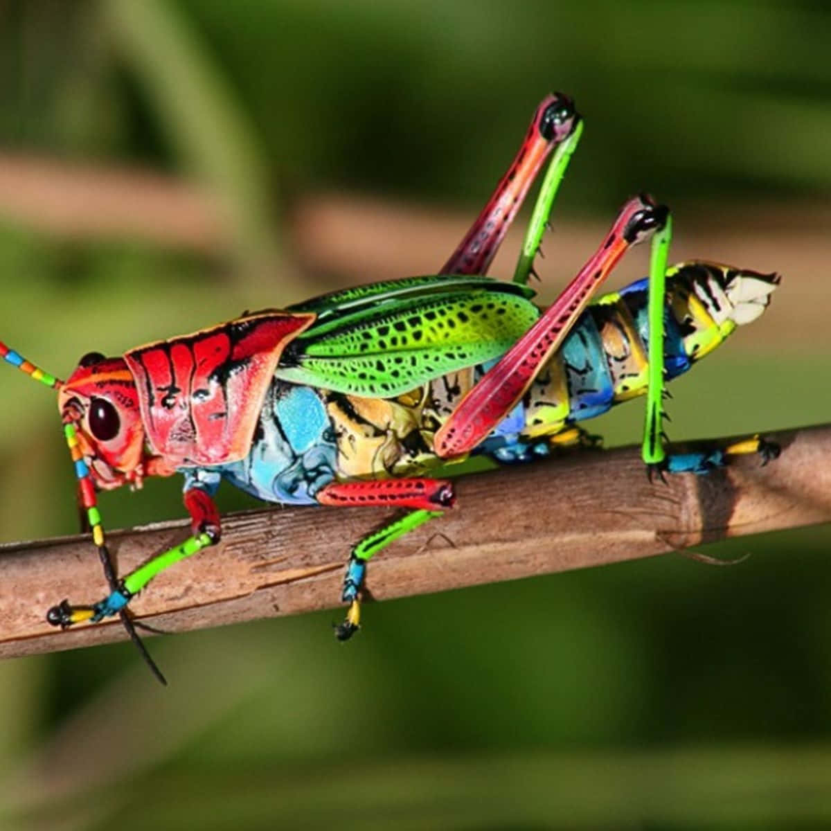 Grasshopper 桌布 壁紙 — 一隻色彩繽紛的彩虹色蚱蜢棲息在木枝上，背景是柔和的綠色模糊背景。