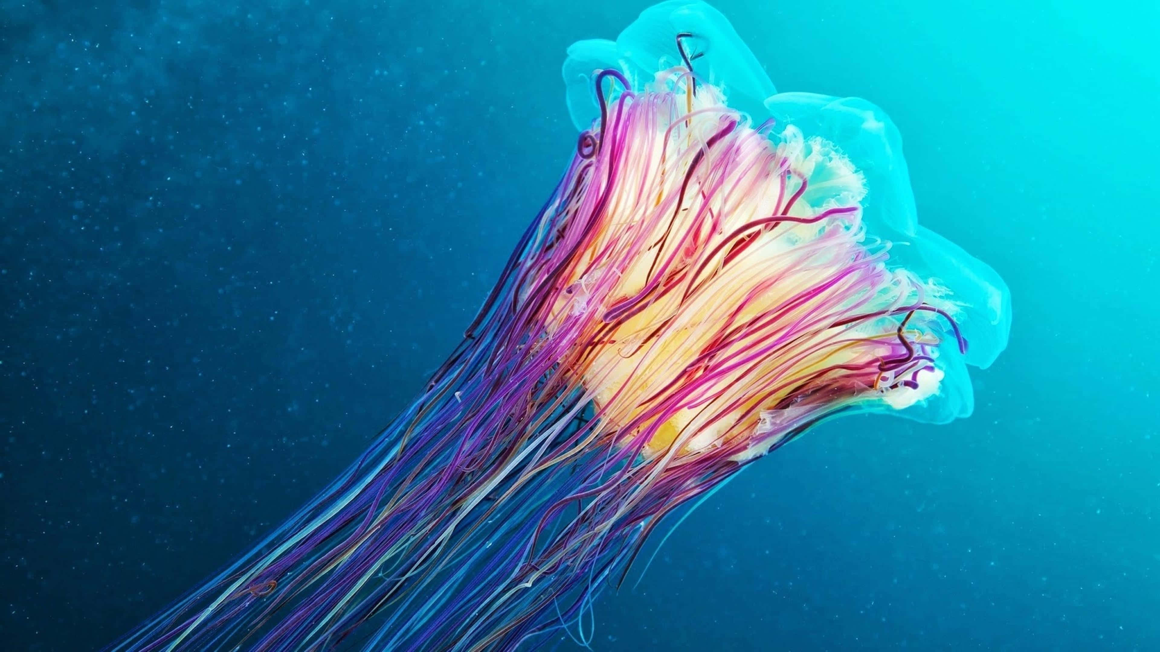 4K Jellyfish 桌布 壁紙 — 一隻色彩繽紛的水母，帶有流動的粉紅色、紫色和黃色觸手，在深藍色海水中發光。