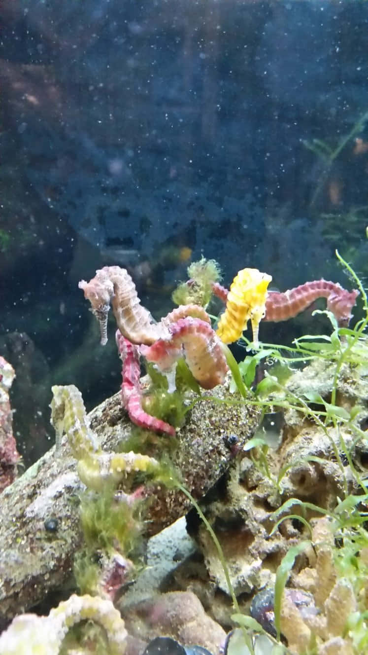 海馬附著在水族箱中的石頭和綠色藻類上。