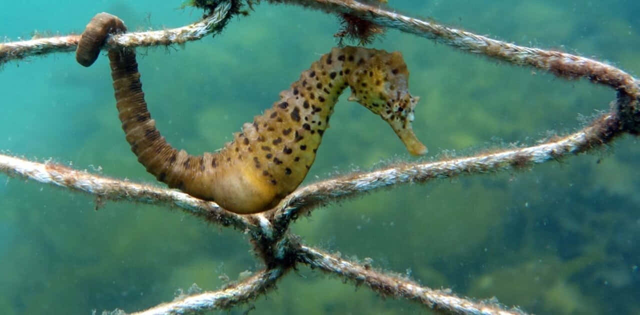 海馬在清澈的藍綠色水中抓住繩索。