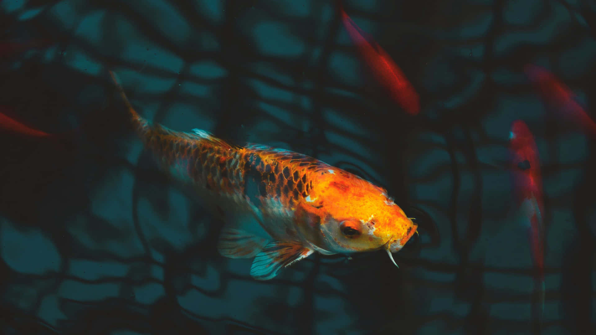 一條色彩繽紛的錦鯉在平靜的水中滑行，帶有深色漣漪。