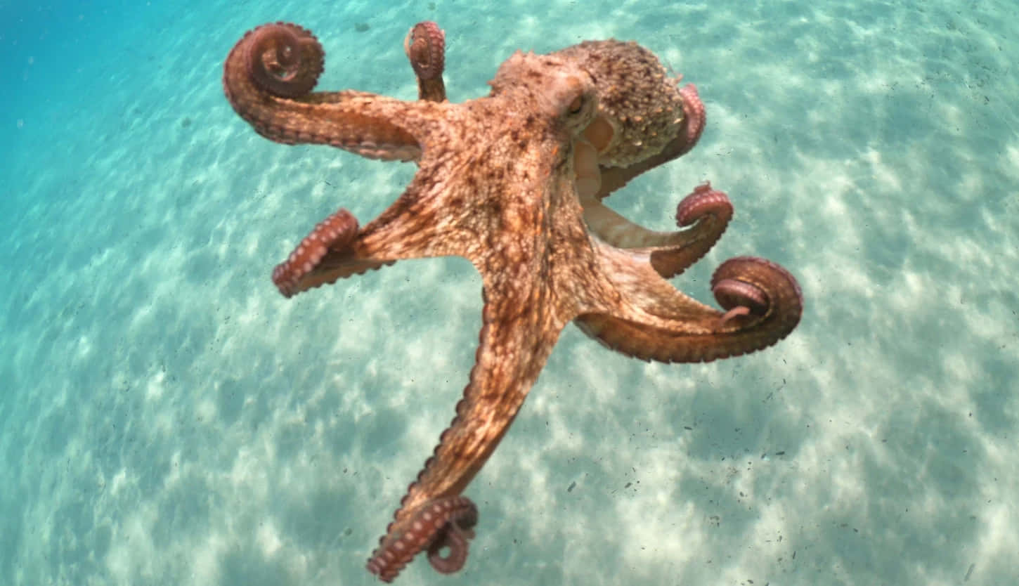 章魚在沙質海底上方的清澈藍色海水中游泳