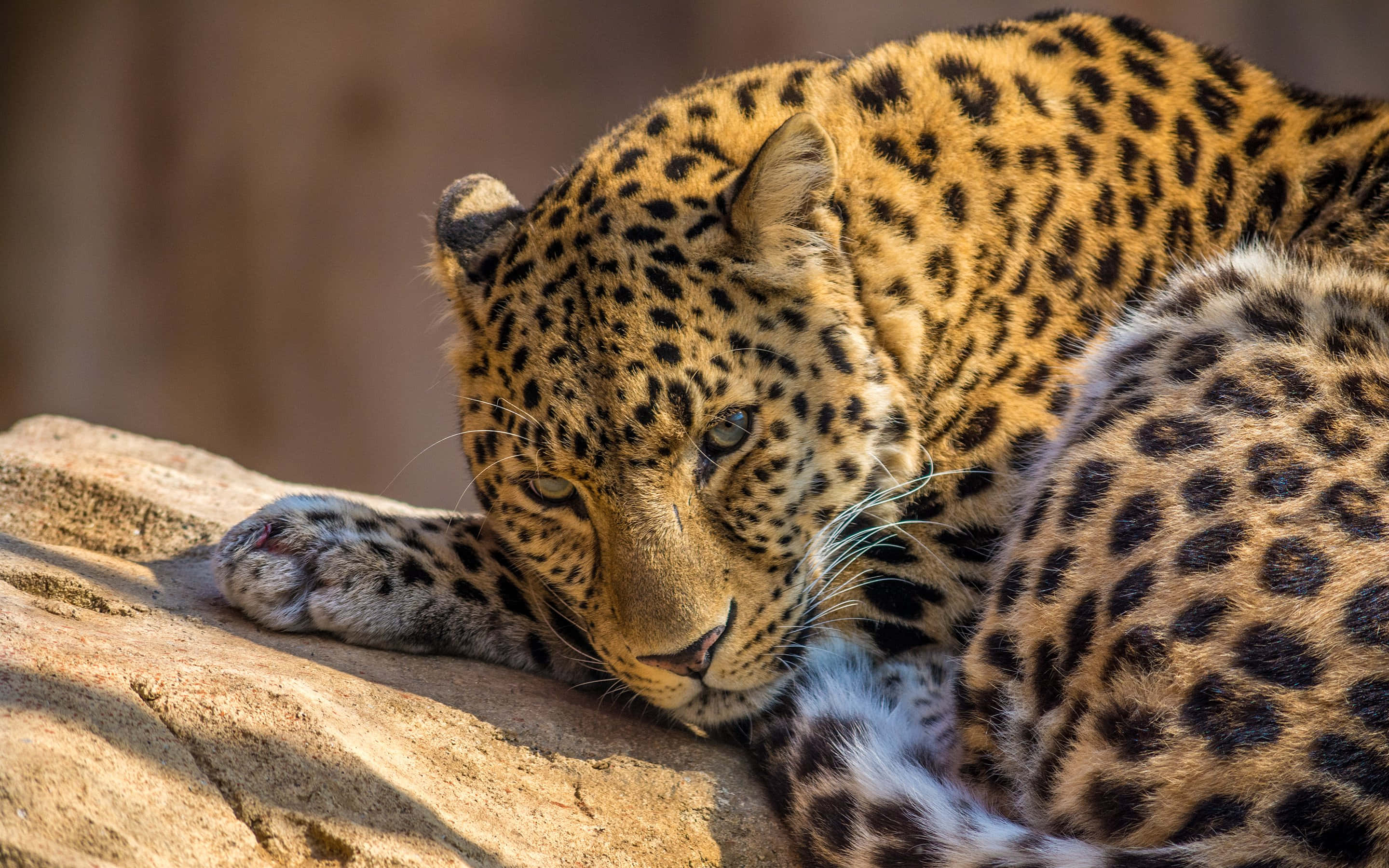 一隻色彩繽紛的紅色鸚鵡在動物園享受陽光 壁紙 — 特寫一隻豹子將頭擱在陽光照射的岩石上休息，眼神專注，斑點皮毛細節清晰。