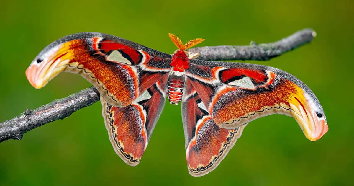moth 桌布 壁紙 — 一隻色彩鮮豔的亞特拉斯蛾，帶有複雜的紅橙色和黑色翅膀，輕輕停在一根深色的小枝上，背景是柔和的綠色。