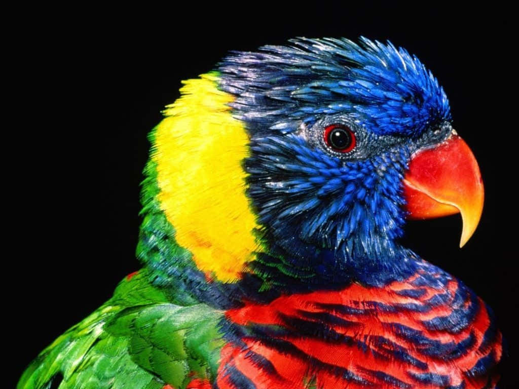 parrot 桌布 壁紙 — 一隻色彩鮮豔的吸蜜鸚鵡，擁有藍色頭部、黃色臉頰、綠色背部和紅色喉嚨，在純黑色背景下格外突出。