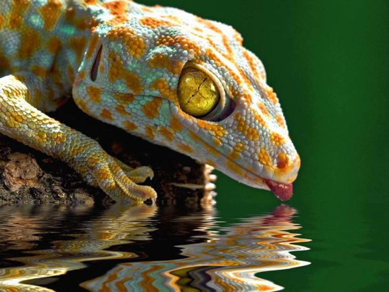 gecko 桌布 壁紙 — 一隻色彩鮮豔的壁虎，帶有橙色和藍綠色鱗片，在茂密的綠色背景下從漣漪的水面喝水。