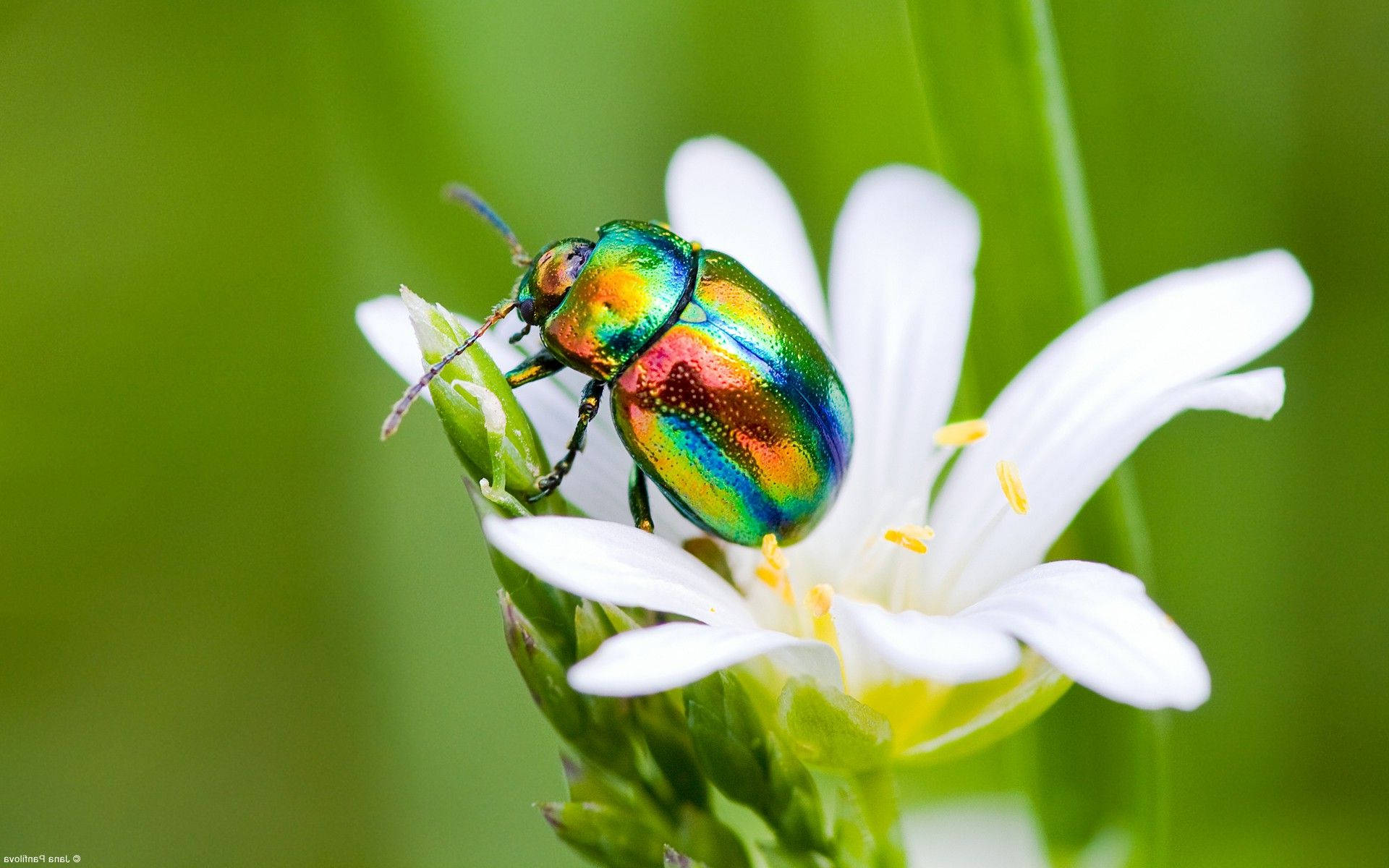 Insect 桌布 壁紙 — 一隻色彩鮮豔的彩虹甲蟲輕輕地停在一朵白色花朵上，背景是茂密的綠色植物。