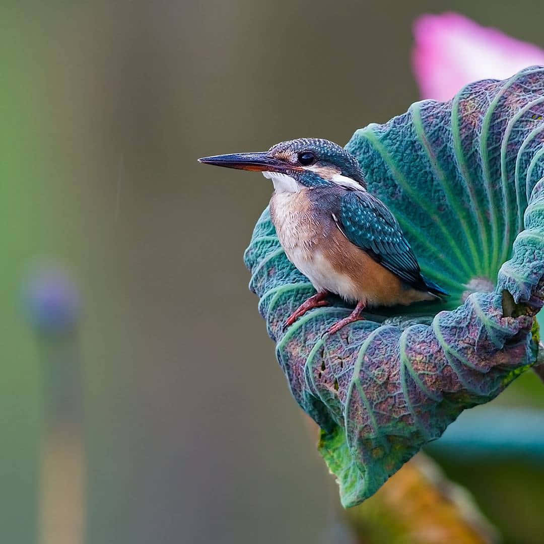 Beautiful Birds 桌布 壁紙 — 一隻色彩鮮豔的翠鳥警覺地棲息在一片有紋理的綠色蓮葉上，背景中有一朵柔和的粉紅色花朵。
