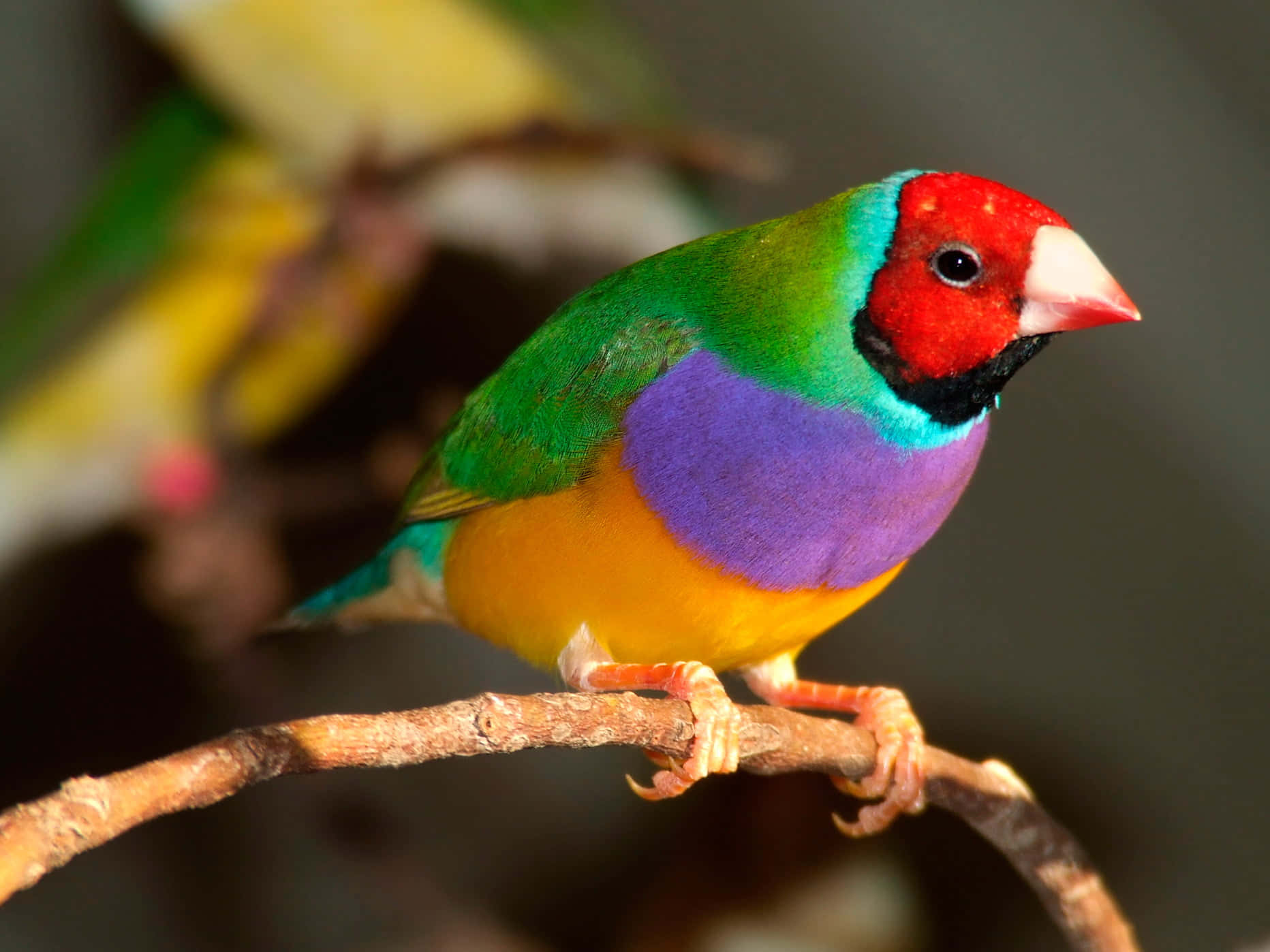 Beautiful Birds 桌布 壁紙 — 一隻色彩鮮豔的胡錦鳥棲息在樹枝上，展示著紅色的頭部、紫色的胸部、綠色的背部和黃色的腹部。