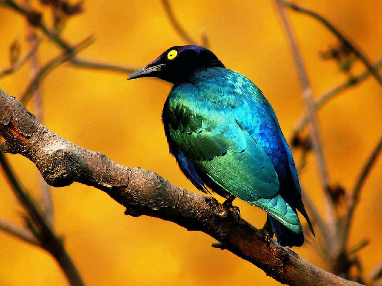 Beautiful Birds 桌布 壁紙 — 一隻色彩鮮豔的虹彩鳥，擁有藍綠色羽毛和黃色眼睛，棲息在紋理分明的樹枝上，背景是溫暖的金色。