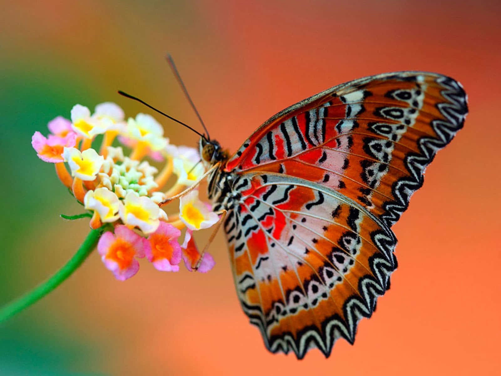 Emerging Butterfly 桌布 壁紙 — 一隻色彩鮮豔的蝴蝶，帶有橙色、黑色和白色的圖案翅膀，輕輕停在一簇粉紅色和黃色的花朵上，背景溫暖而模糊。