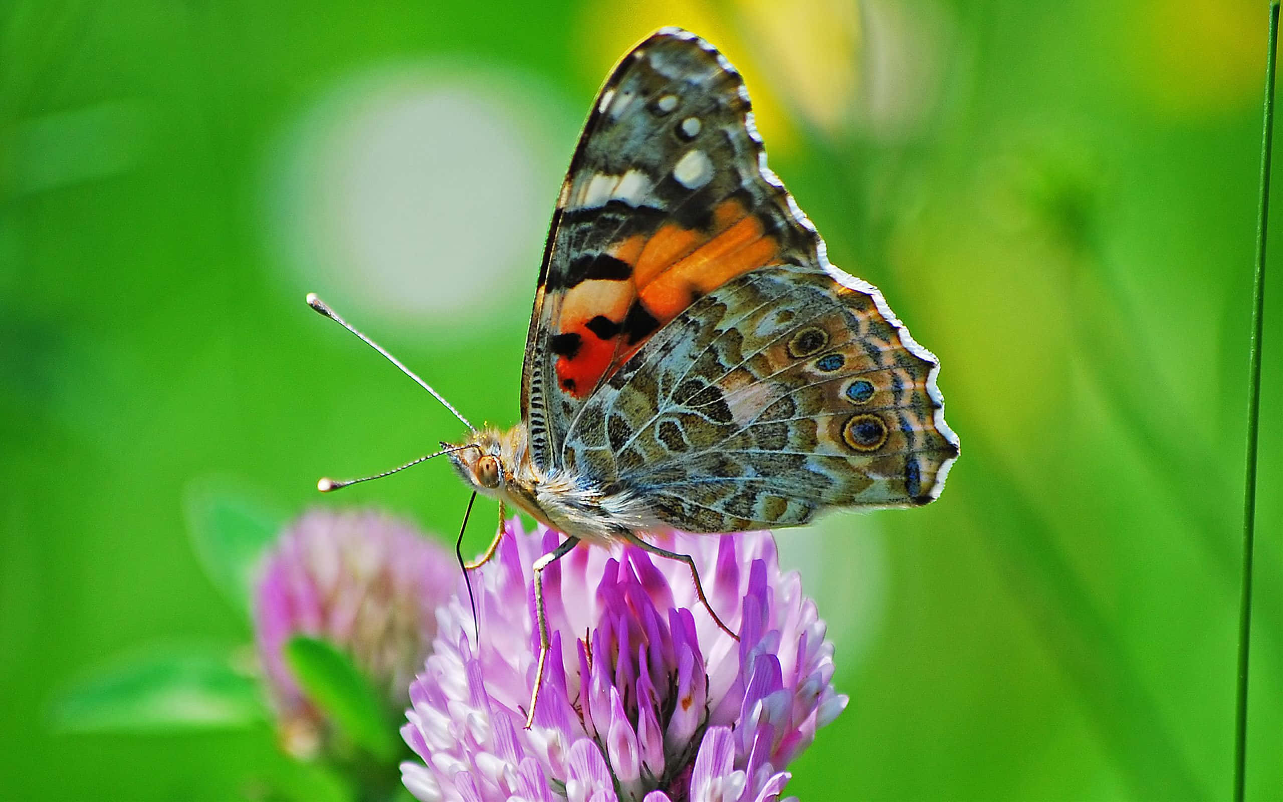 Butterfly Species 桌布 壁紙 — 一隻色彩鮮豔的蝴蝶，翅膀呈橙、棕、藍色，輕柔地停在一朵紫色的三葉草花上，背景是翠綠的草地。
