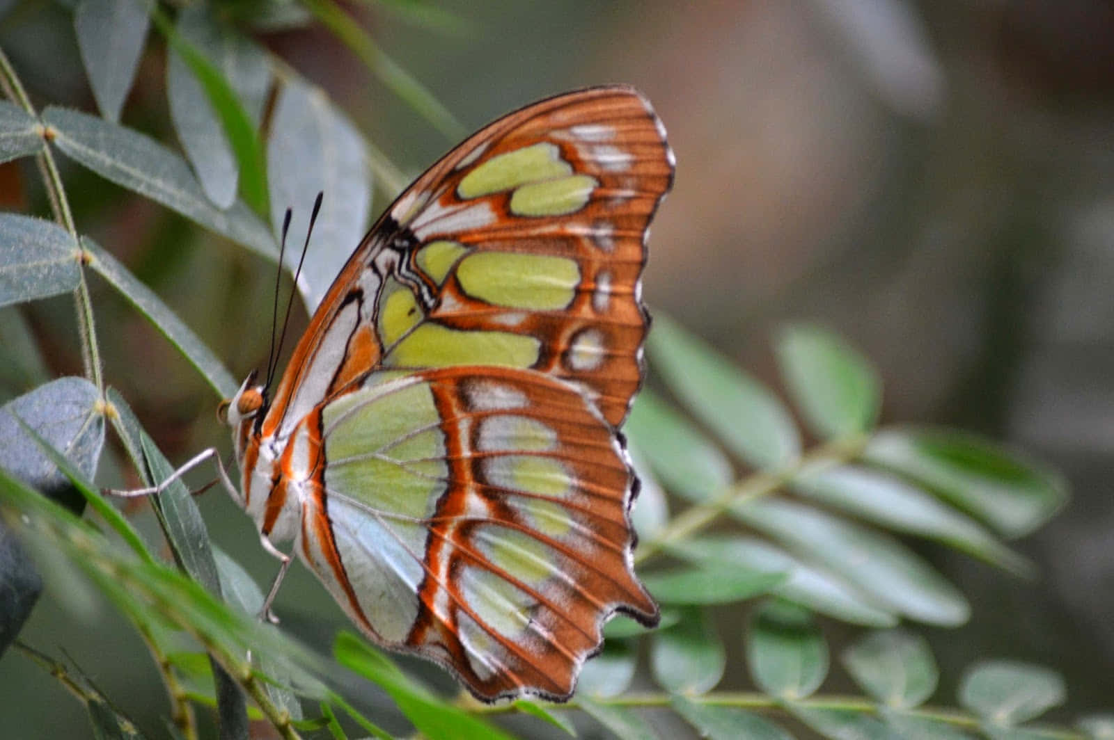 Butterfly Zoo 桌布 壁紙 — 一隻色彩鮮豔的蝴蝶，翅膀呈橙色、綠色和白色，在柔和自然光下輕柔地棲息在長滿葉子的樹枝上。