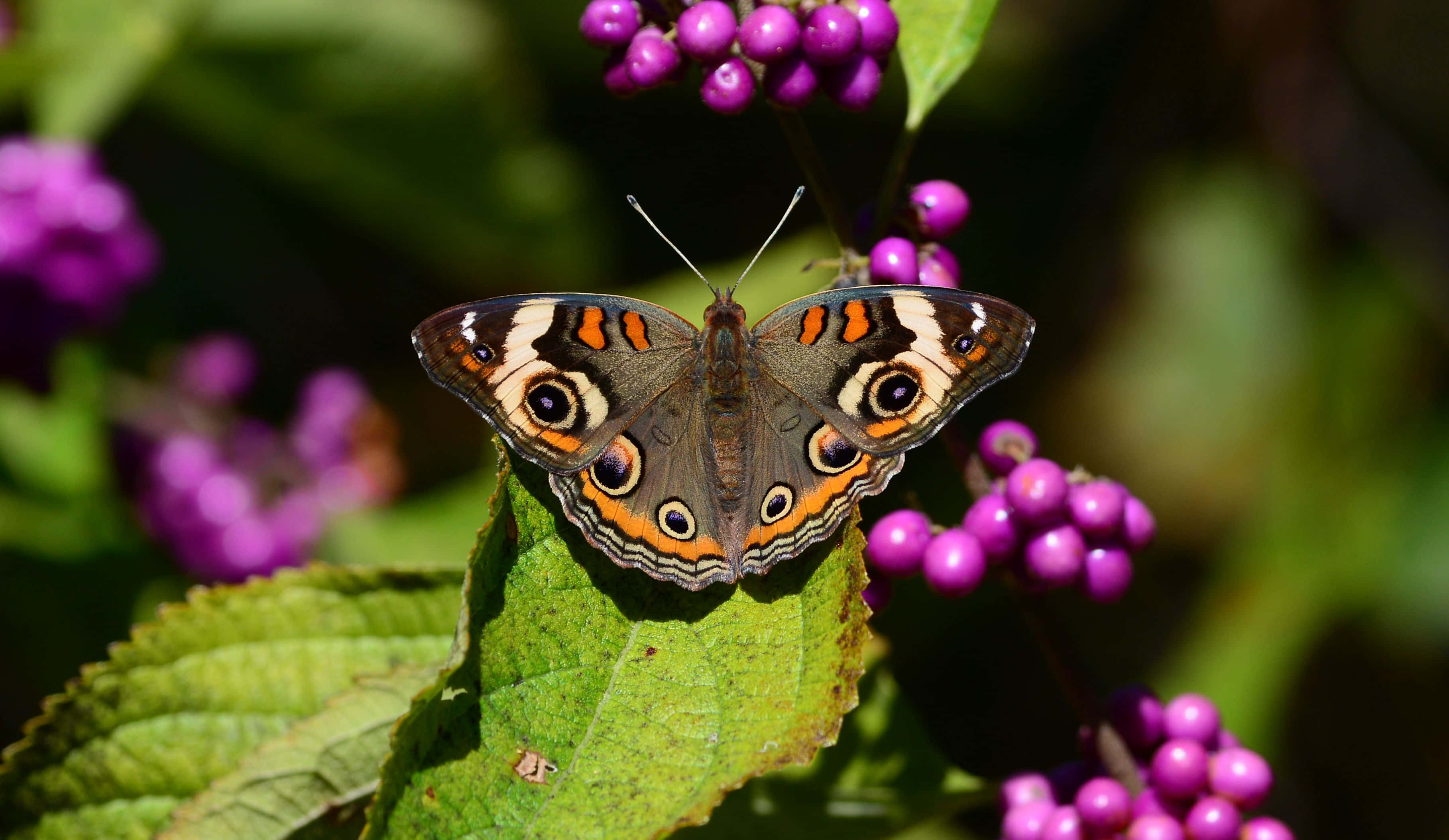 Butterfly Species 桌布 壁紙 — 一隻色彩鮮豔的蝴蝶，翅膀呈橙色和棕色，停在一片被紫色漿果包圍的綠葉上。