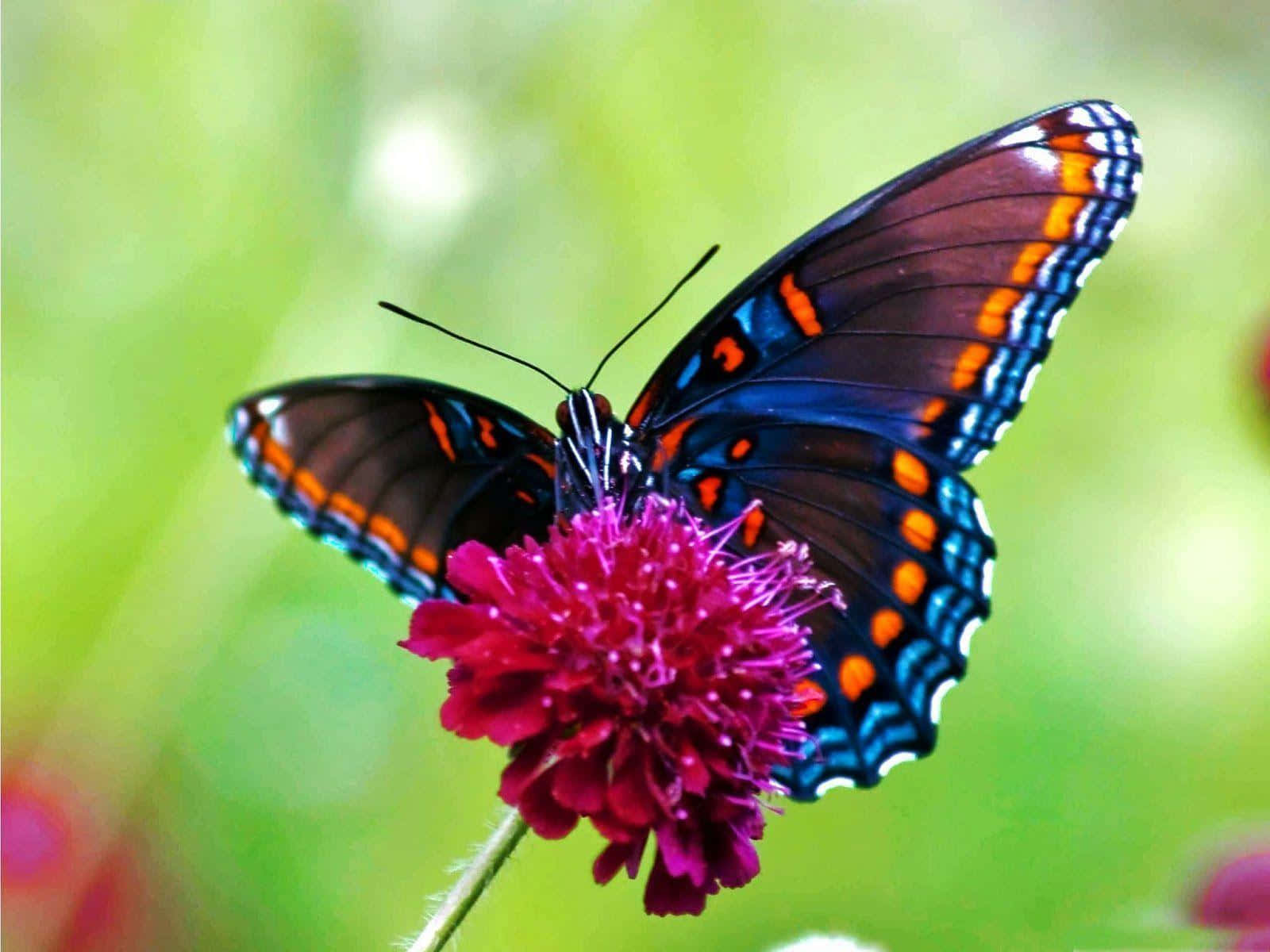 Butterfly Photos 桌布 壁紙 — 一隻色彩鮮豔的蝴蝶，翅膀有藍色、橙色和黑色，輕輕停在一朵深粉紅色的花上，背景是柔和的綠色模糊效果。