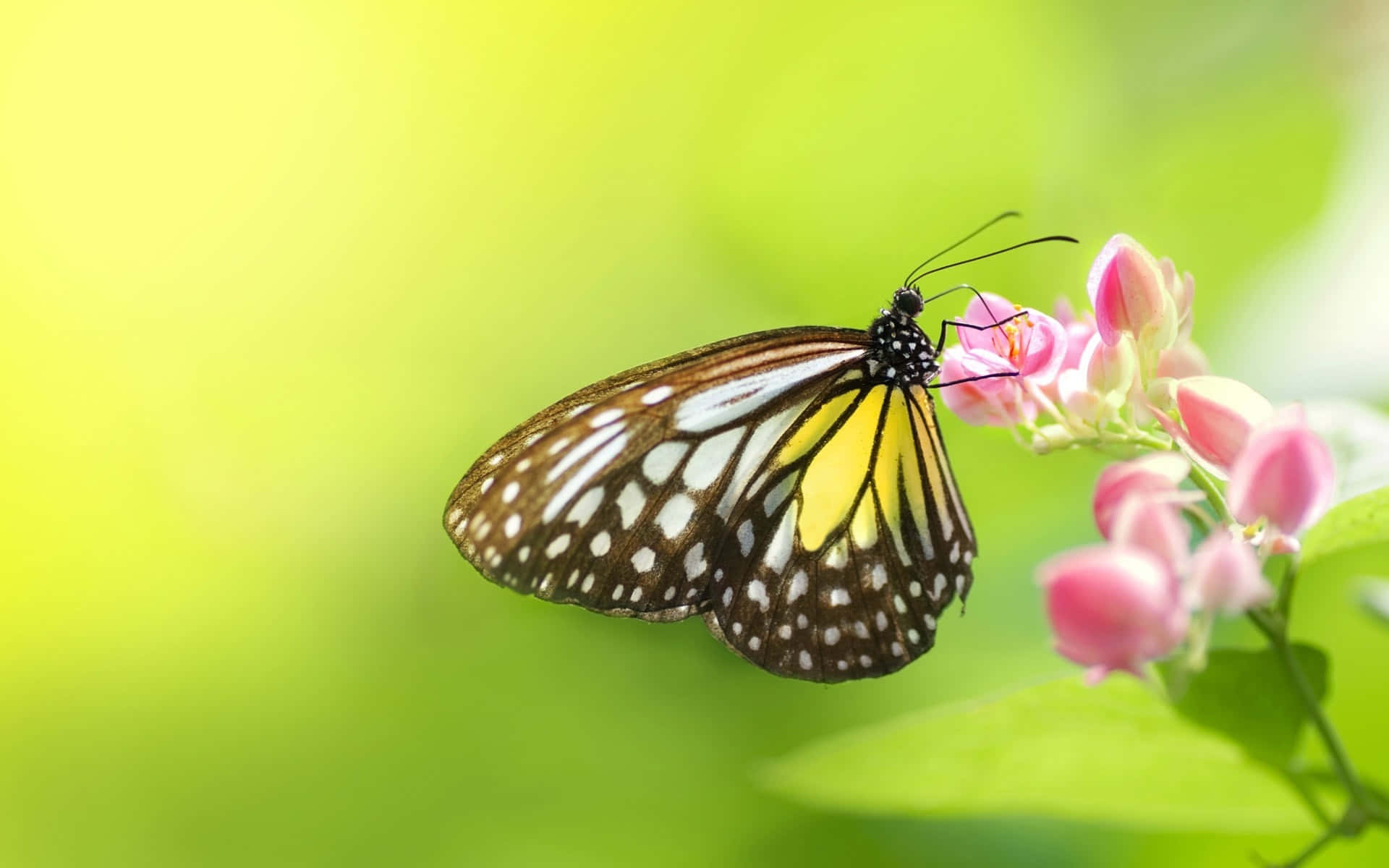 Butterfly Species 桌布 壁紙 — 一隻色彩鮮豔的蝴蝶，翅膀黃、黑、白相間，輕柔地停在粉紅色的花朵上，背景是柔和的綠色模糊效果。
