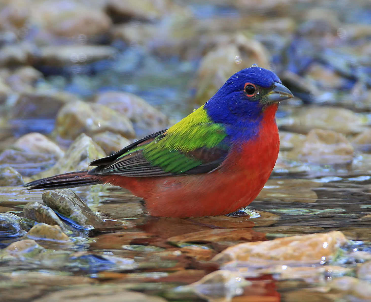 Beautiful Birds 桌布 壁紙 — 一隻色彩鮮豔的雄性彩繪雀站在淺水中，周圍是陽光照射的岩石，展示出亮麗的藍色頭部、紅色胸部和綠色翅膀。