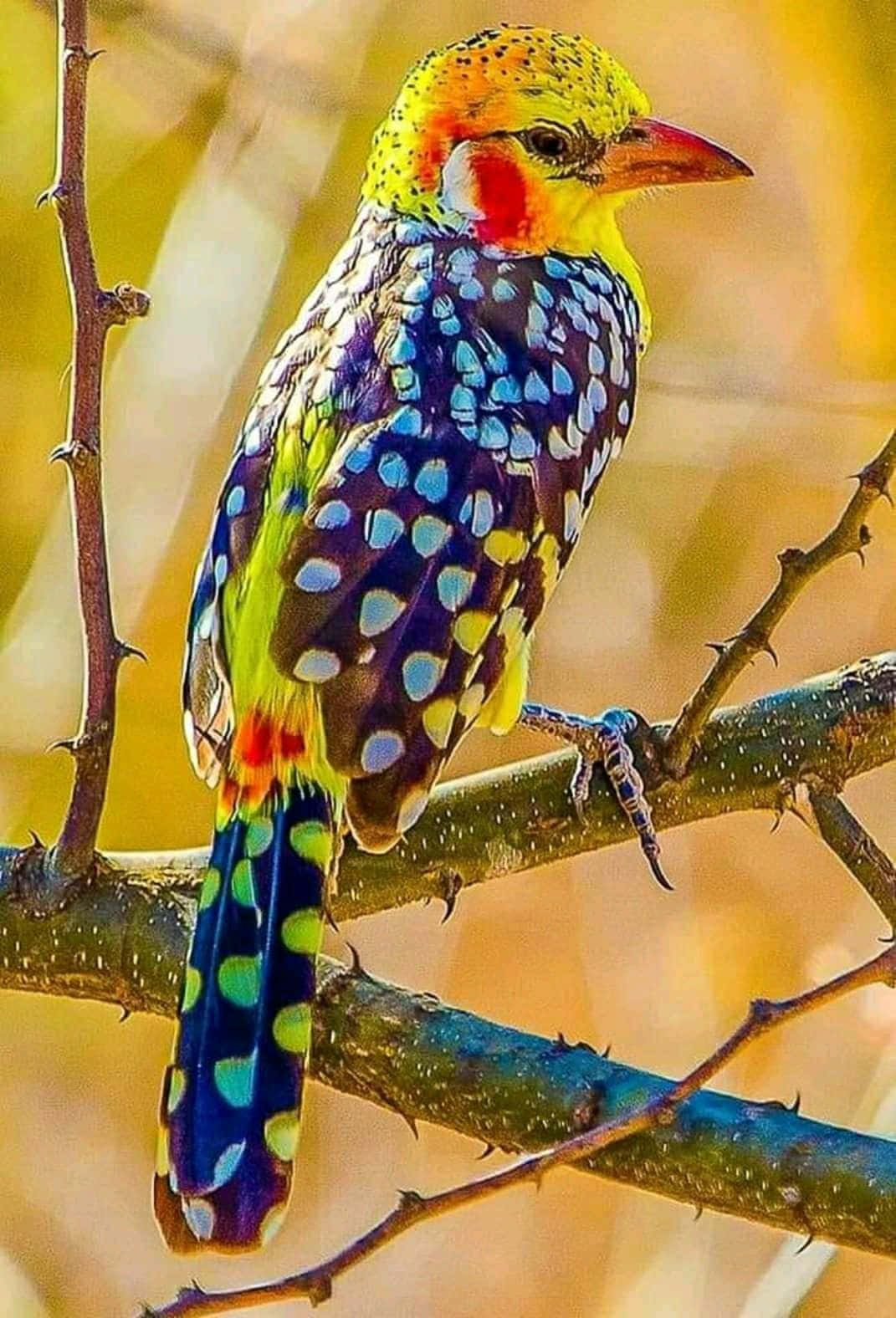 Beautiful Birds 桌布 壁紙 — 一隻色彩鮮豔的鳥，有藍色斑點翅膀和黃色頭部，棲息在帶刺的樹枝上，背景溫暖模糊。