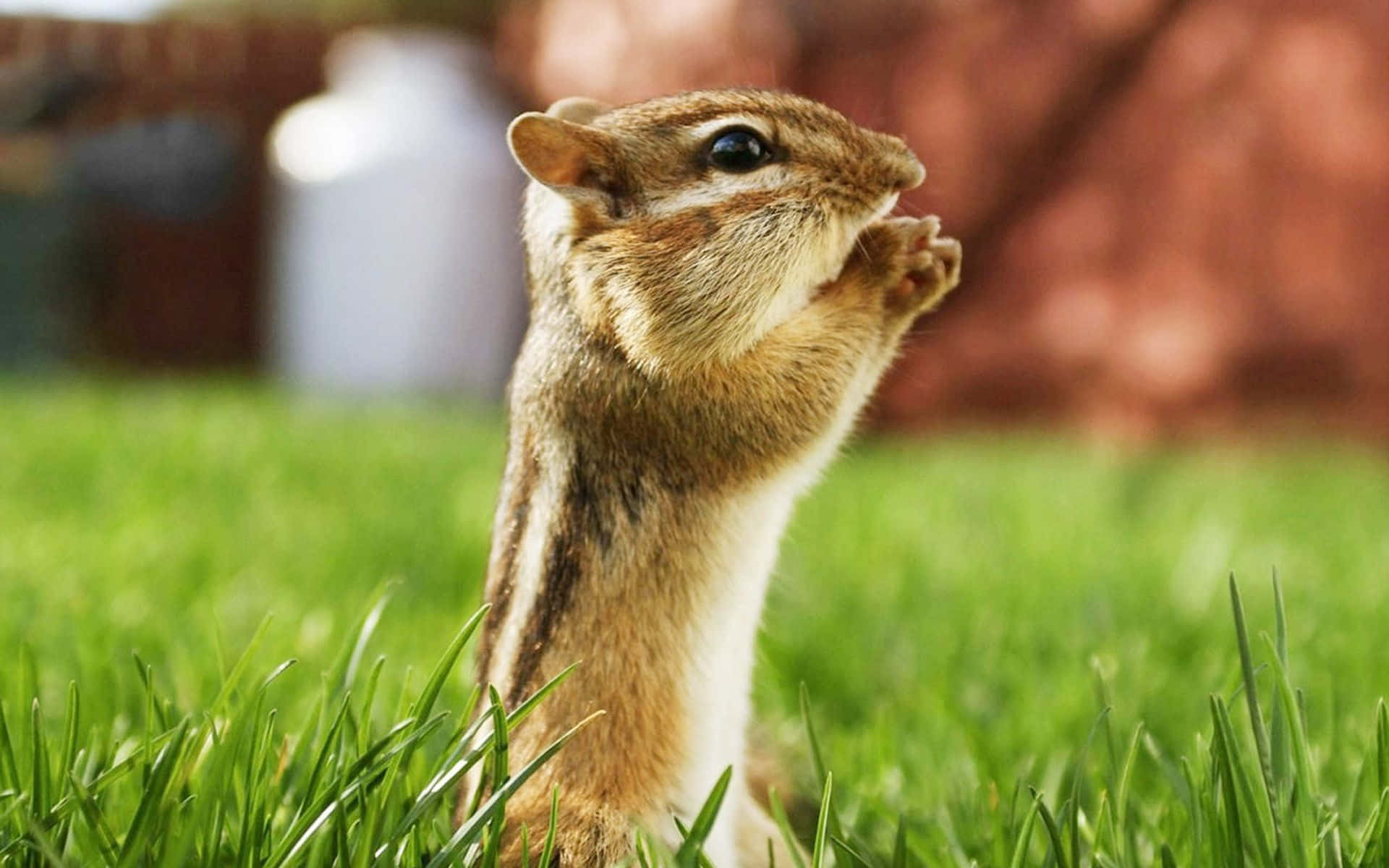 Beautiful Animal 桌布 壁紙 — 一隻花栗鼠直立喺充滿活力嘅綠色草地上，用細小嘅爪子揸住食物，背景係柔和模糊嘅後院。