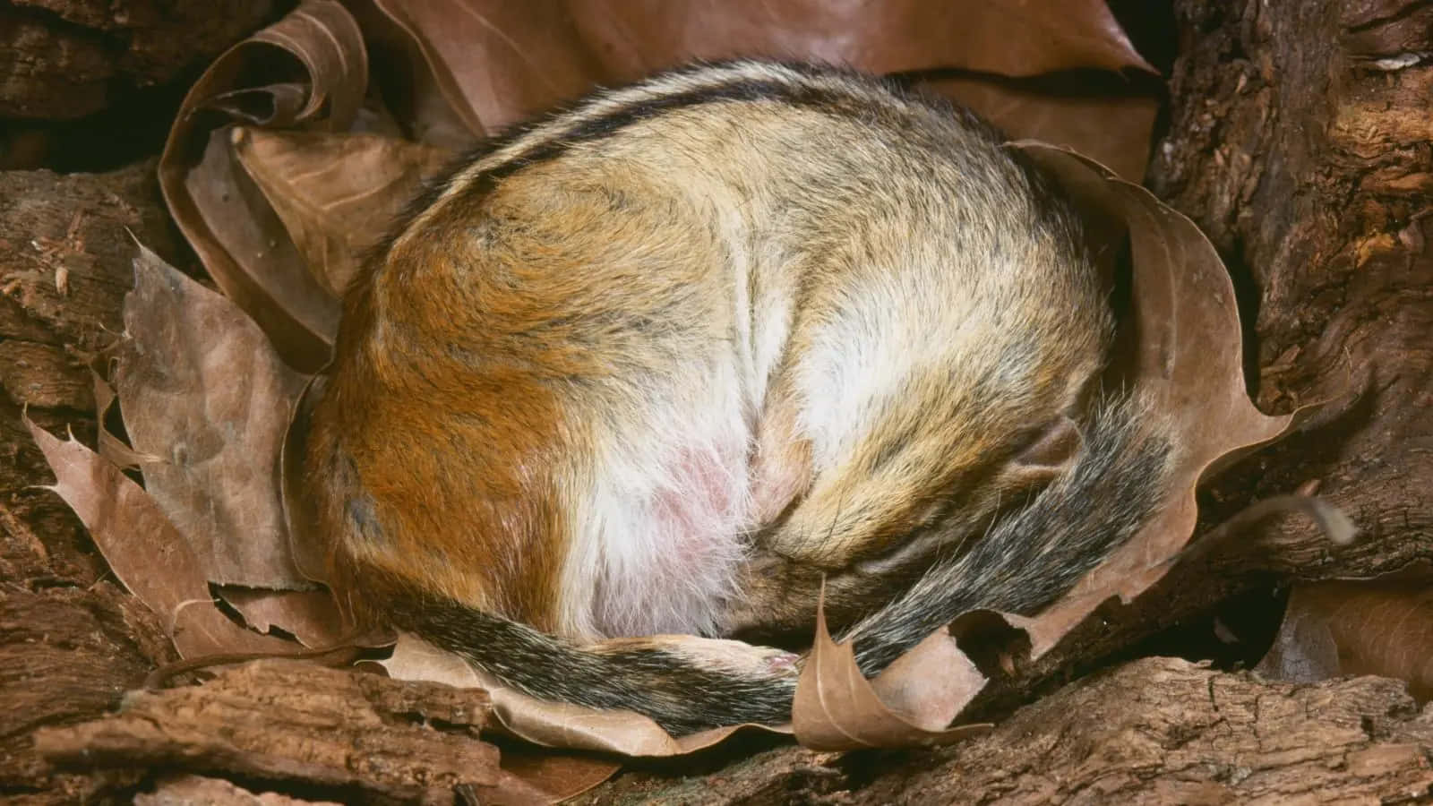 Hibernation 桌布 壁紙 — 一隻花栗鼠蜷縮成一個緊密的球，在乾燥的棕色樹葉和粗糙的樹皮中睡著了。