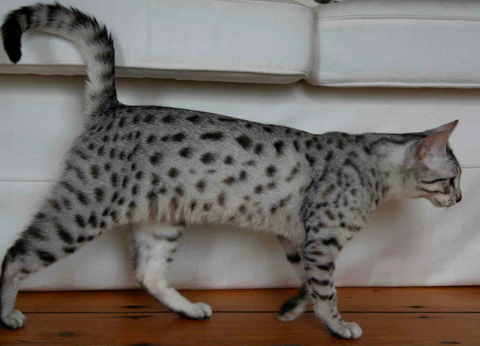 Egyptian Mau 桌布 壁紙 — 一隻苗條嘅斑點貓優雅噉行過木地板上嘅白色梳化。