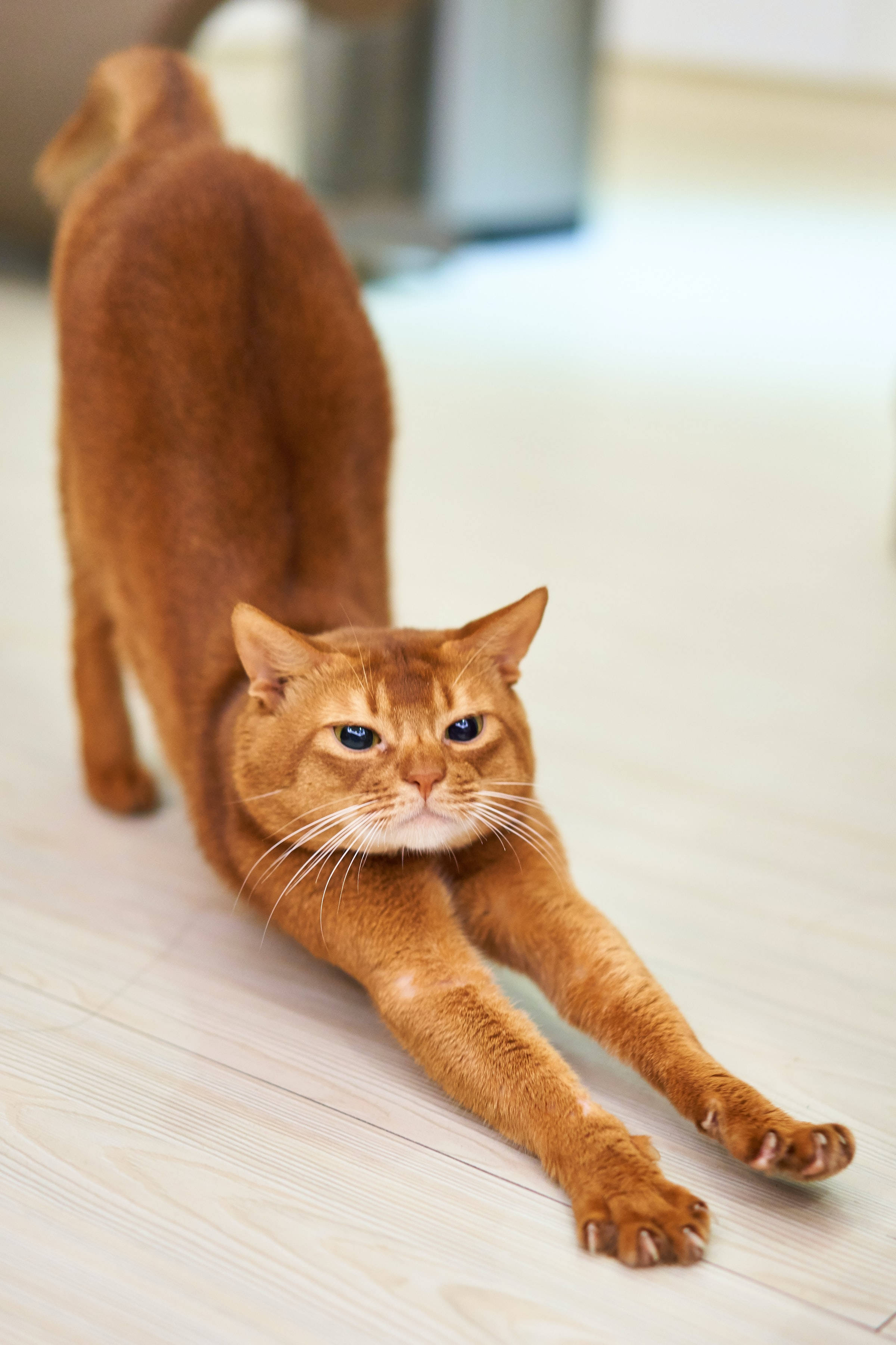 Cute Cat Aesthetic 桌布 壁紙 — 一隻苗條的薑貓在淺色木地板上優雅地伸展，伴隨著柔和自然光。