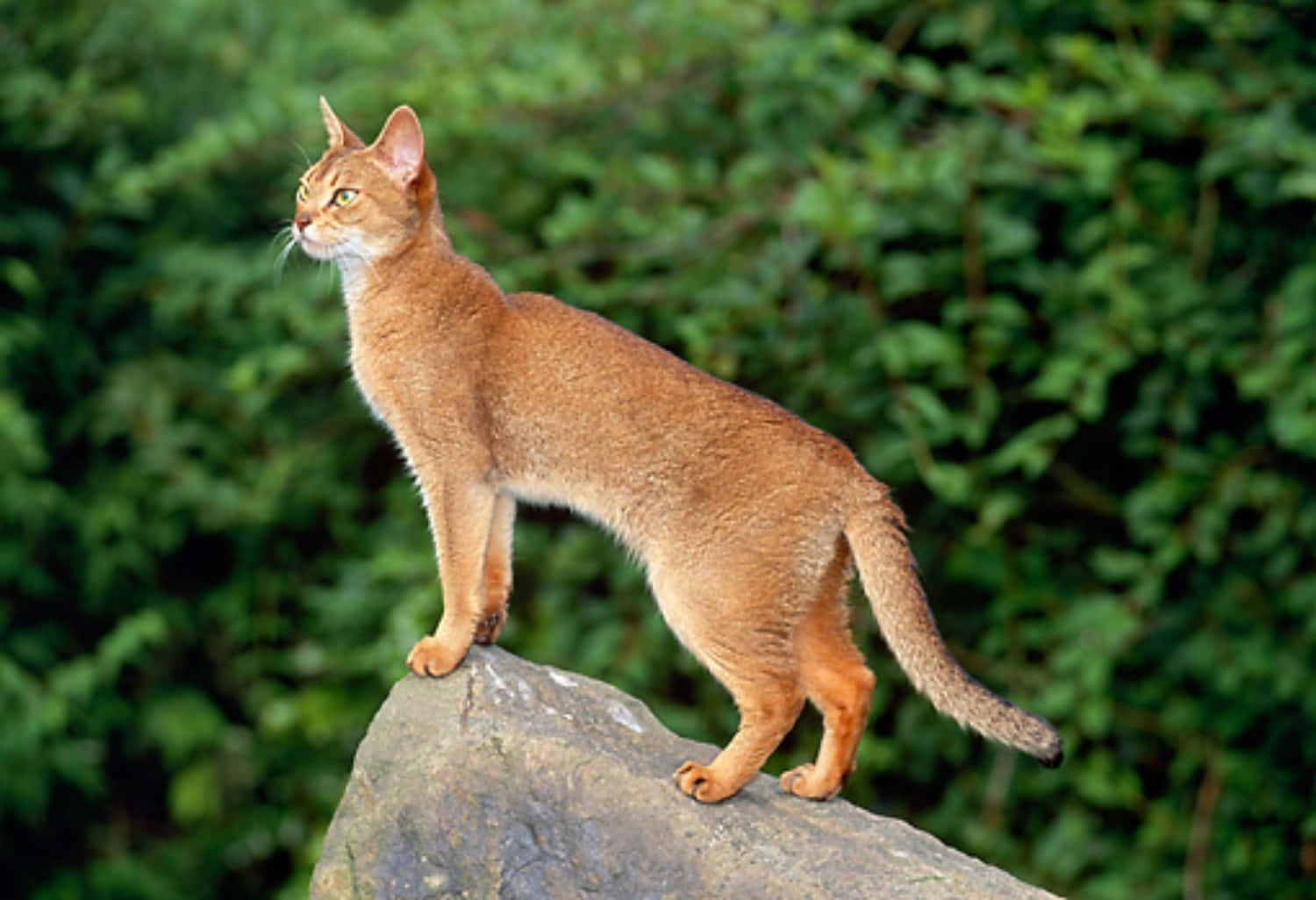 Abyssinian 桌布 壁紙 — 一隻苗條的薑貓警覺地站在灰色岩石上，周圍是茂密的綠色樹葉。